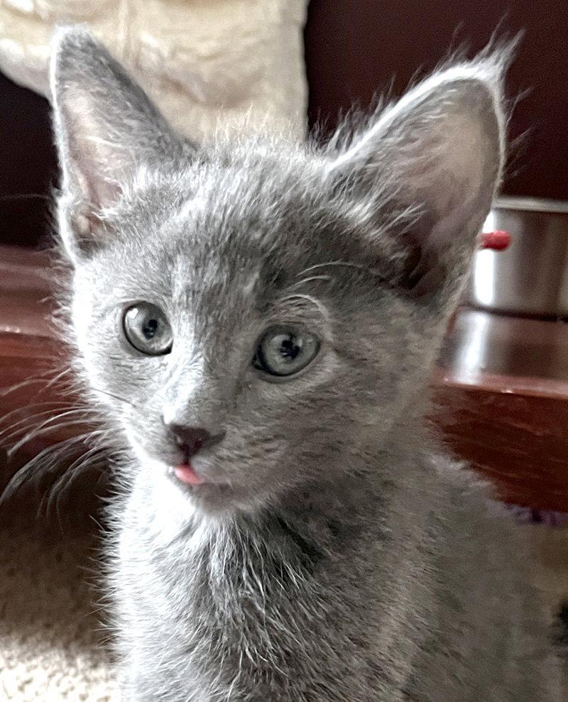 Enlarge Toad, a Adoptable Domestic Short Hair in Ventura, CA image 3/3