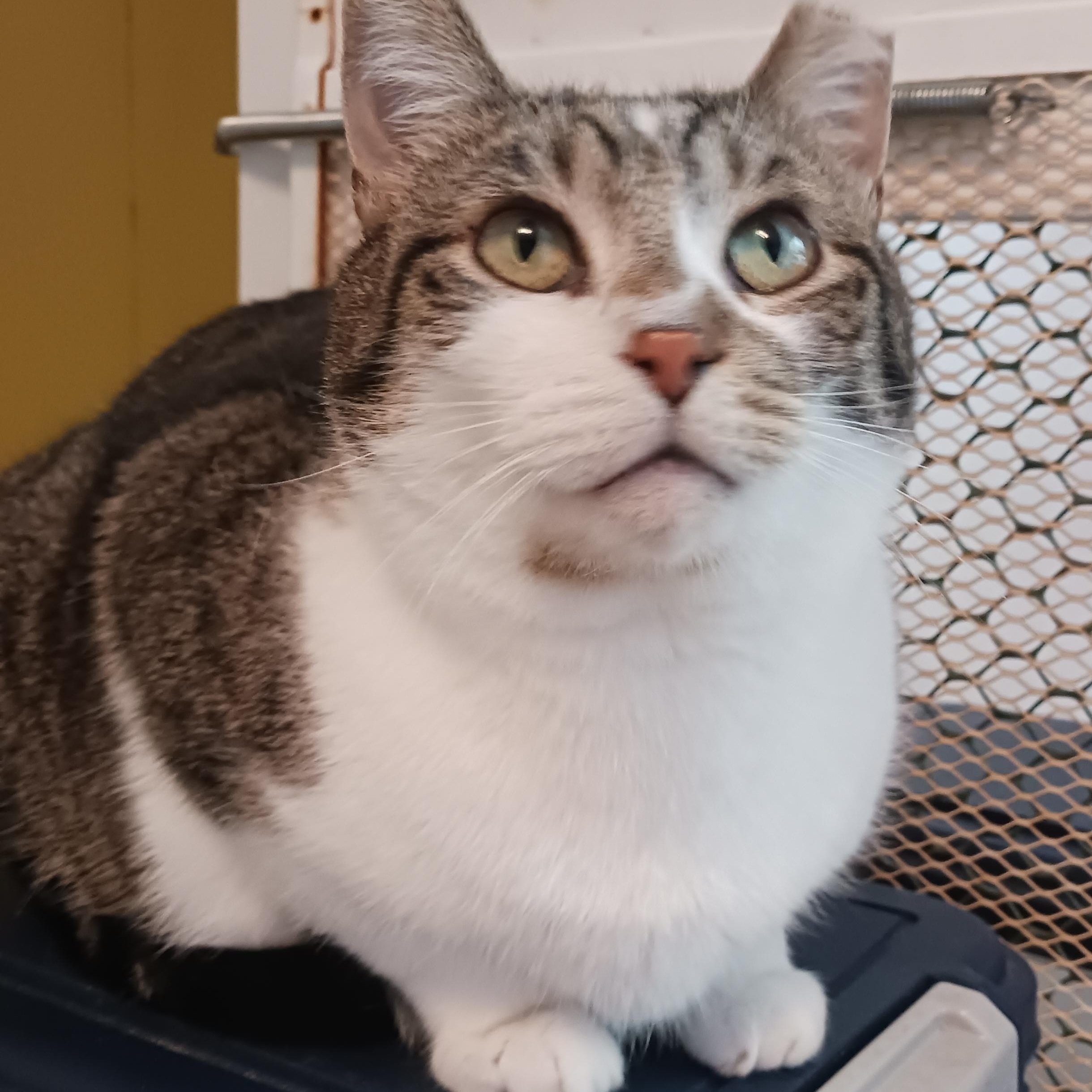 Enlarge Trapper, a Adoptable Domestic Short Hair in St. Marys, WV image 2/6