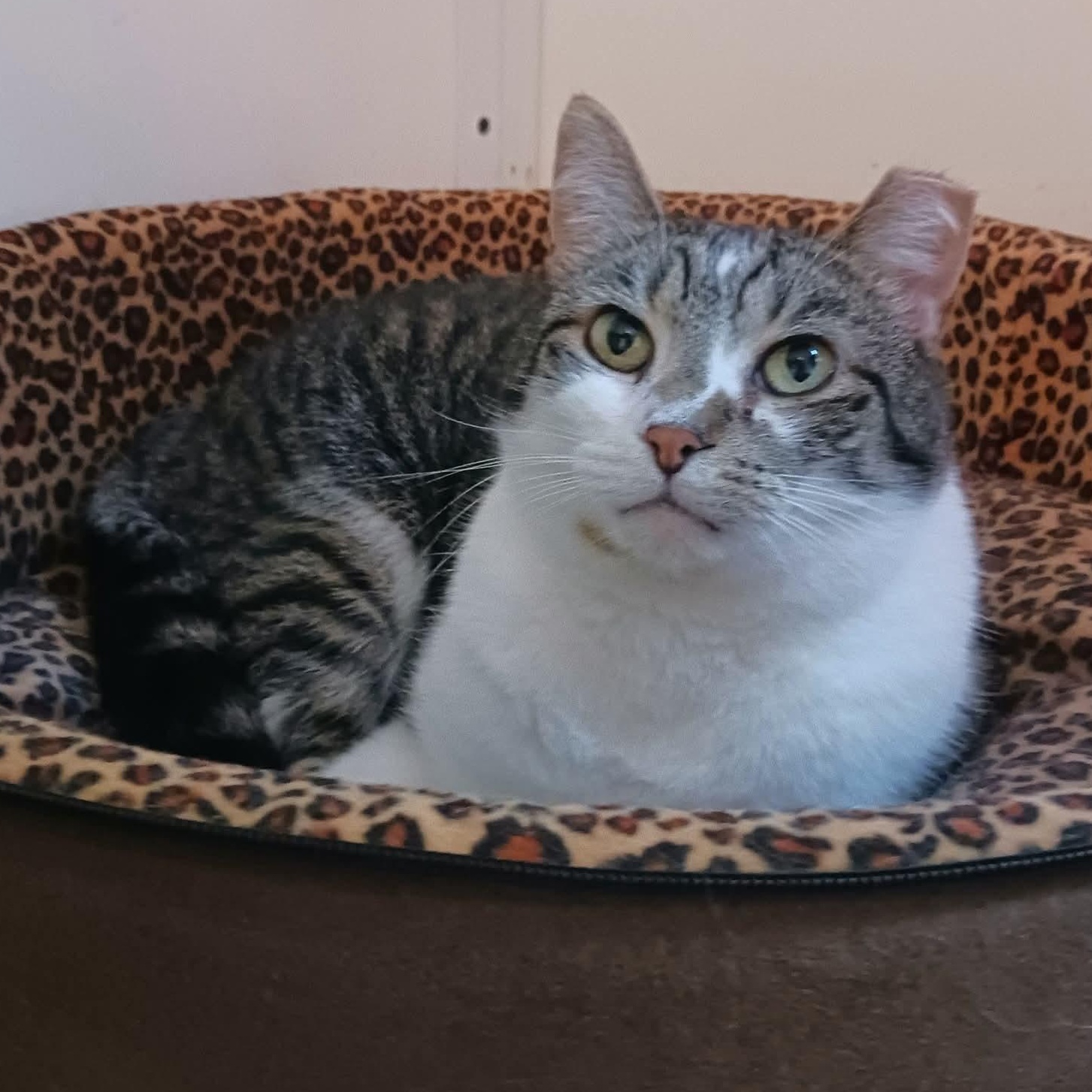 Enlarge Trapper, a Adoptable Domestic Short Hair in St. Marys, WV image 2/6