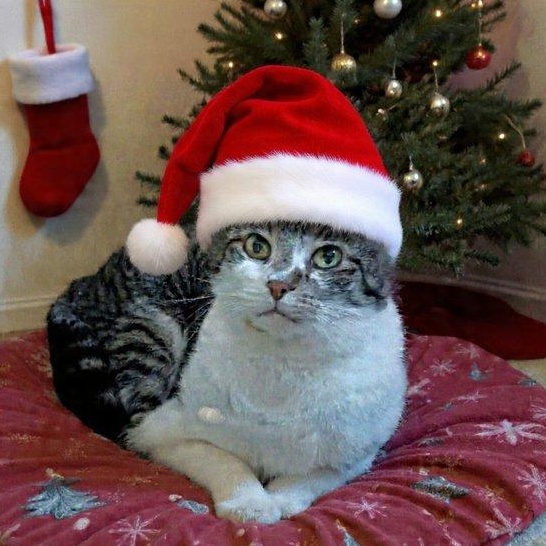 Trapper, Adoptable, Adult Male Domestic Short Hair.