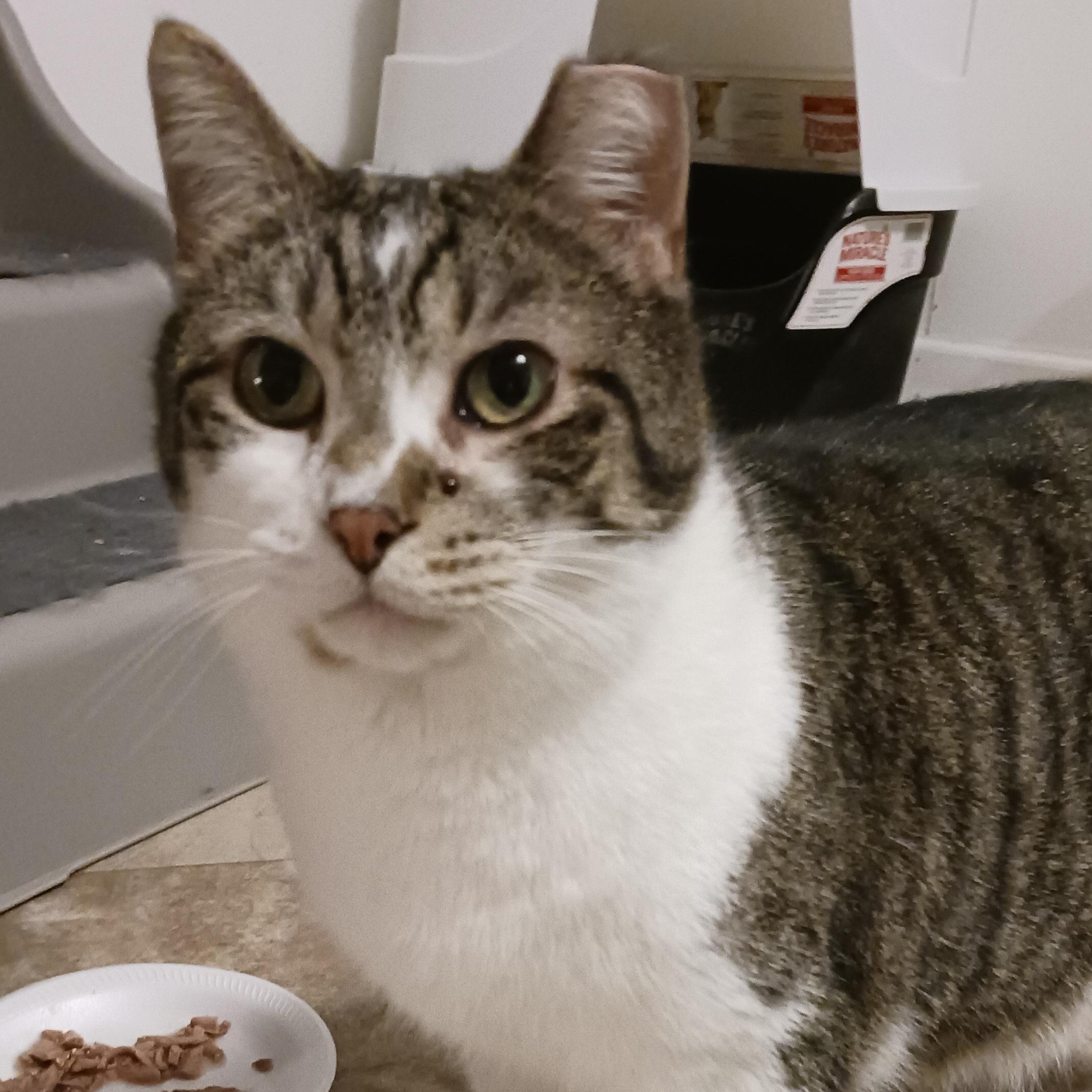 Enlarge Trapper, a Adoptable Domestic Short Hair in St. Marys, WV image 6/6