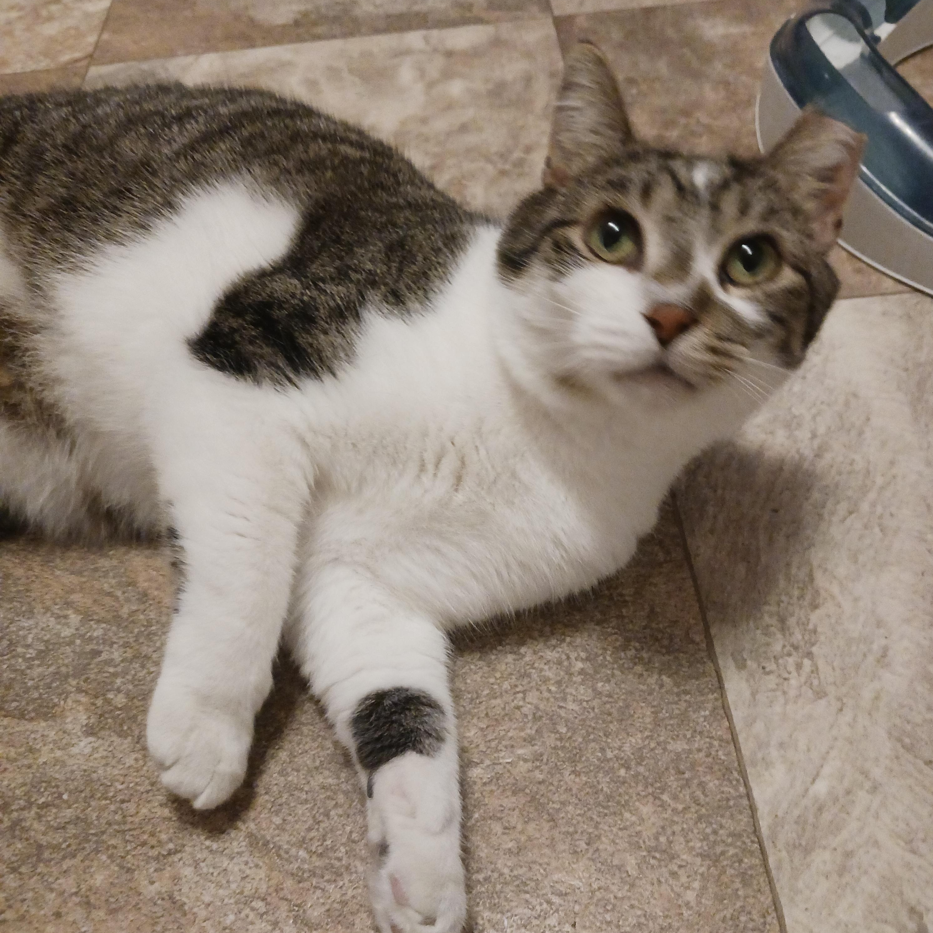 Enlarge Trapper, a Adoptable Domestic Short Hair in St. Marys, WV image 4/6