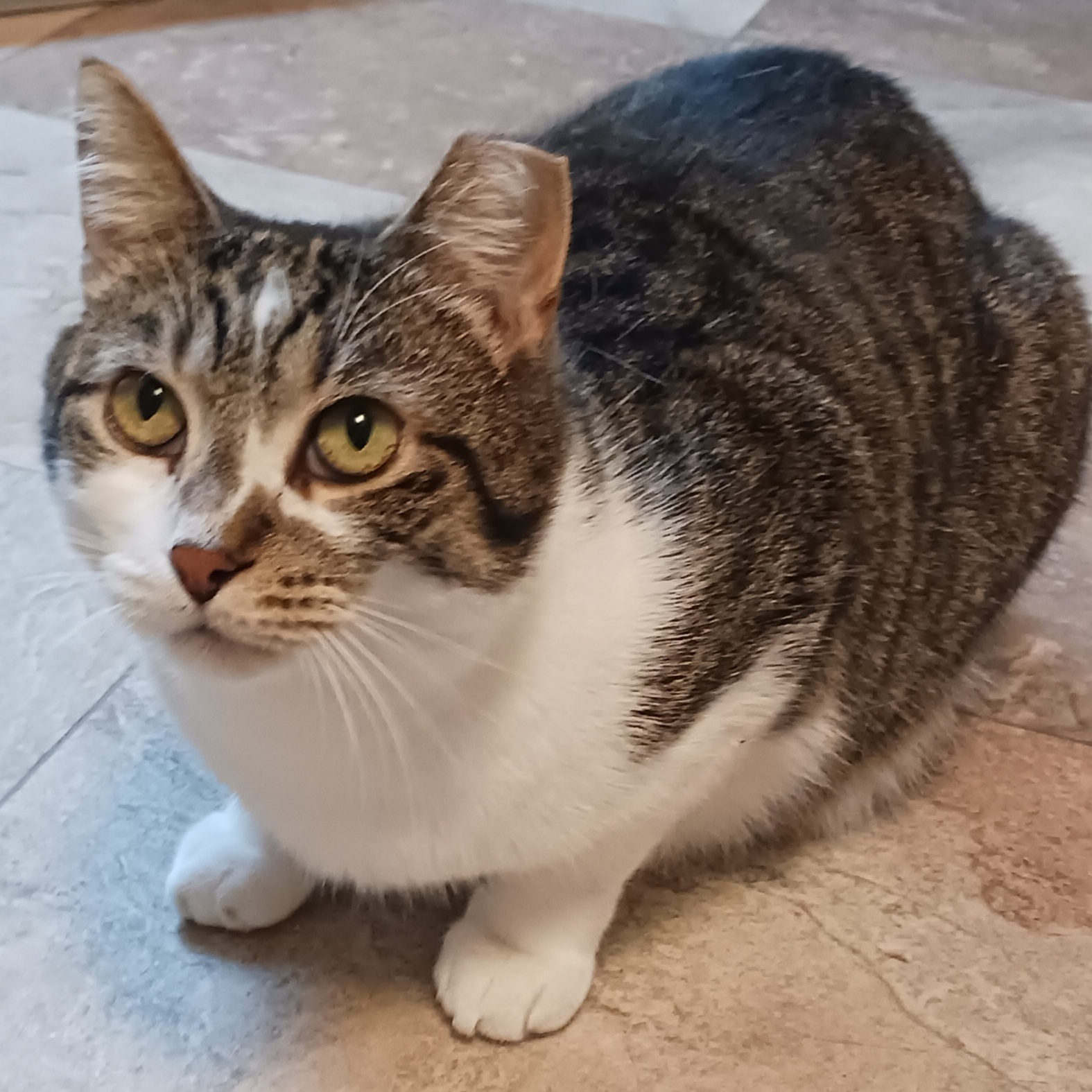 Enlarge Trapper, a Adoptable Domestic Short Hair in St. Marys, WV image 5/6