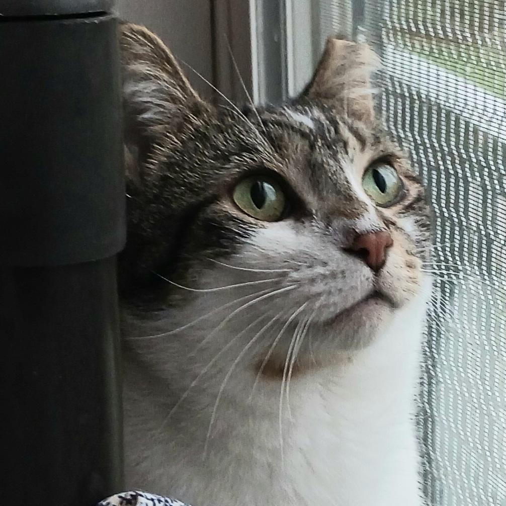 Enlarge Trapper, a Adoptable Domestic Short Hair in St. Marys, WV image 3/6