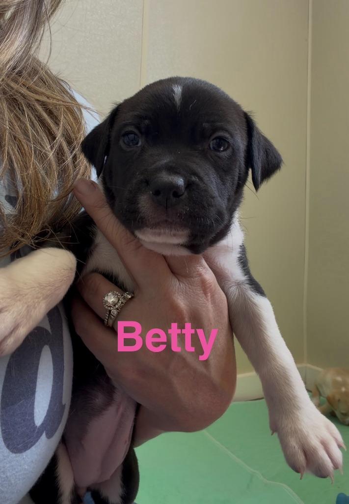 Enlarge Betty, a Adoptable mixed breed in Centralia, IL image 2/3