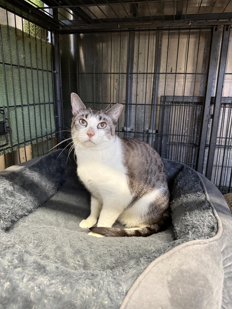 Enlarge Cam, a Adoptable Siamese in Randolph, MA image 2/4