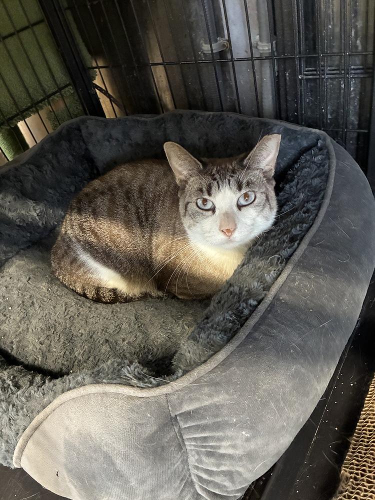 Enlarge Cam, a Adoptable Siamese in Randolph, MA image 3/4