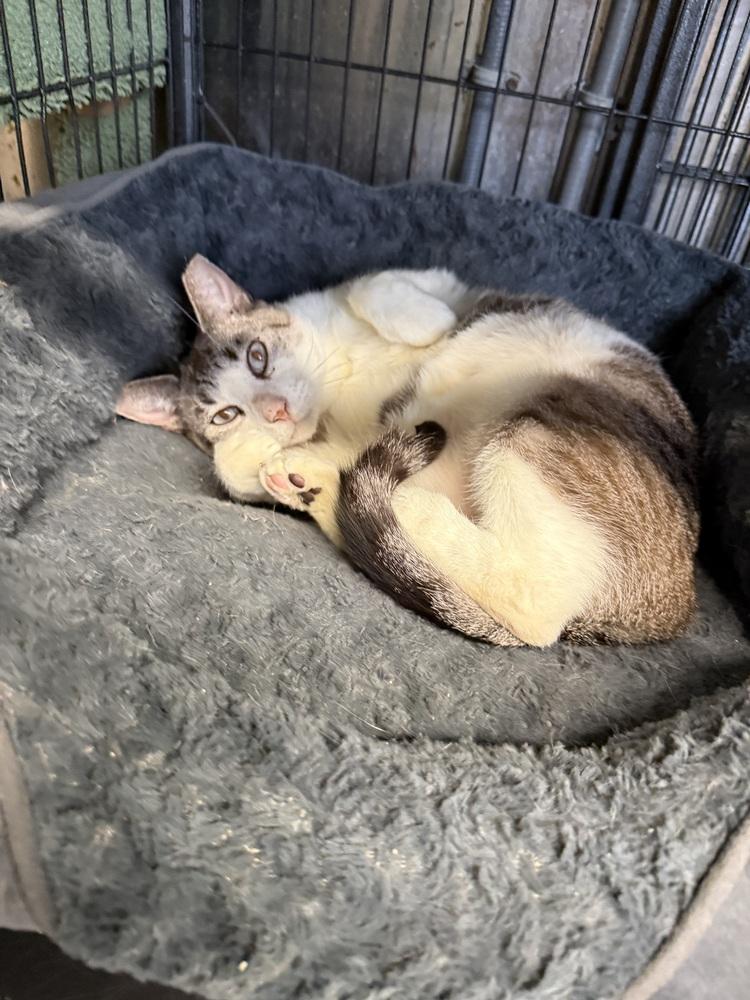 Enlarge Cam, a Adoptable Siamese in Randolph, MA image 4/4