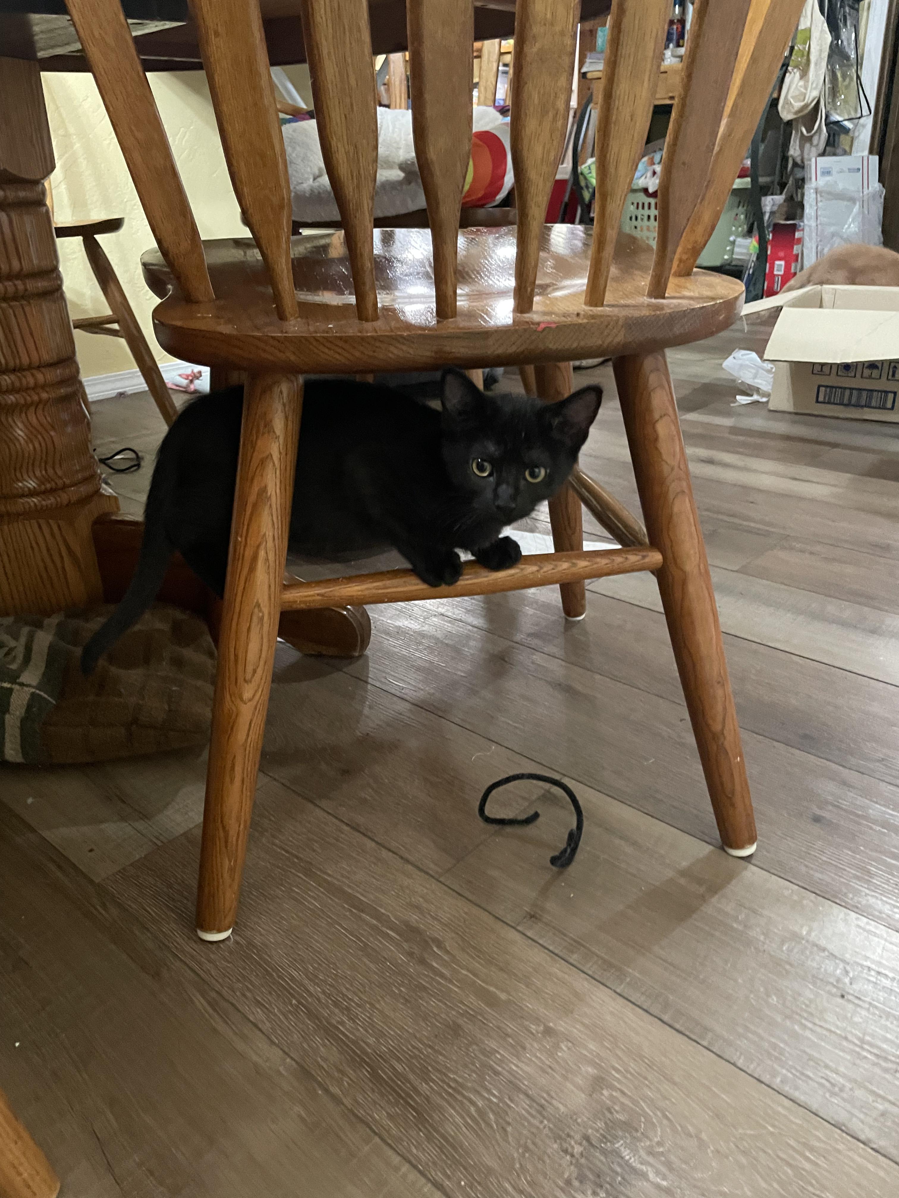 Soot, a Adoptable Domestic Short Hair in Springfield, OR image 4/6