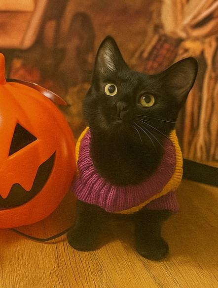 Soot, a Adoptable Domestic Short Hair in Springfield, OR image 2/6