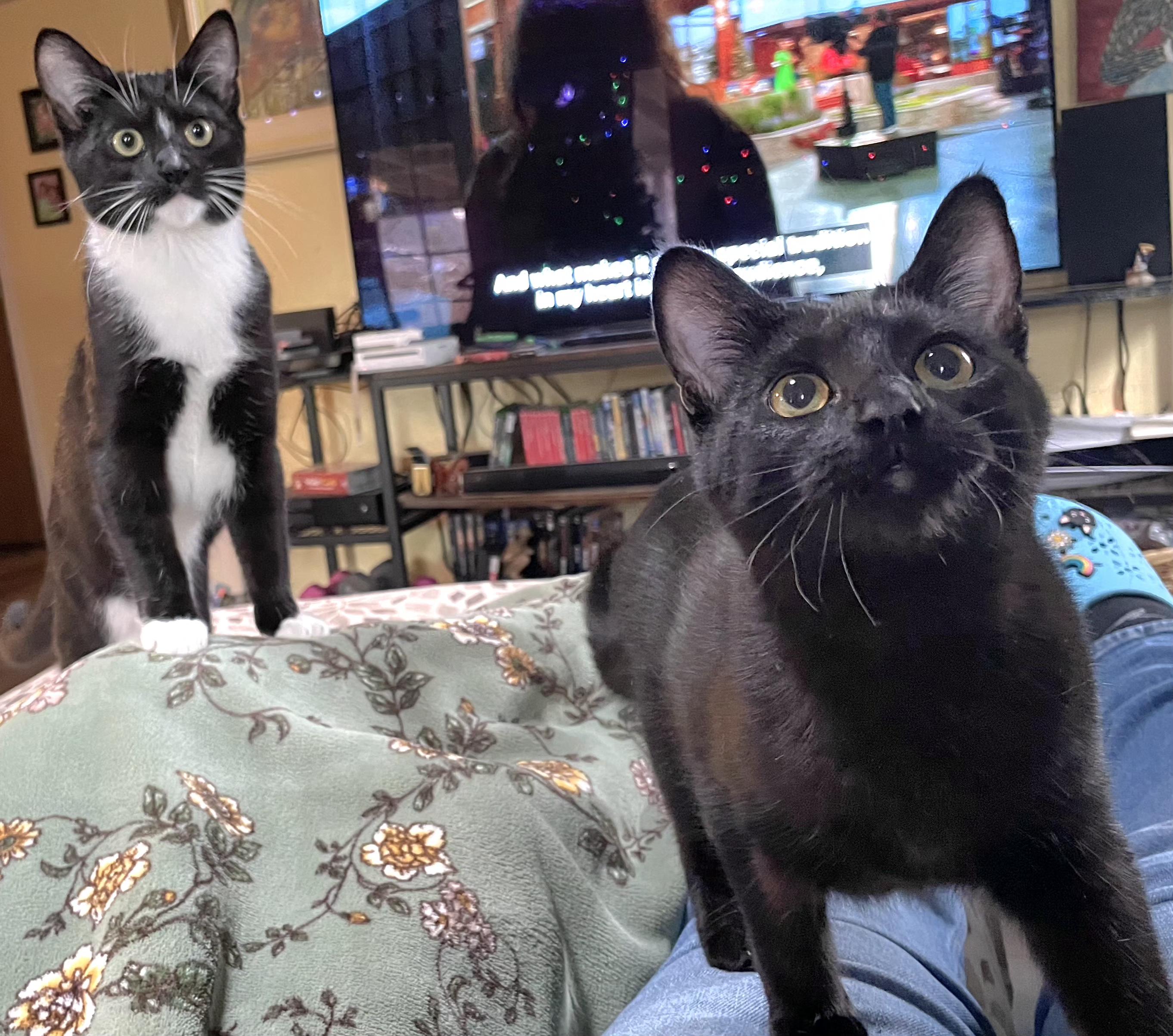 Enlarge Soot, an adopted Domestic Short Hair in Springfield, OR image 3/6