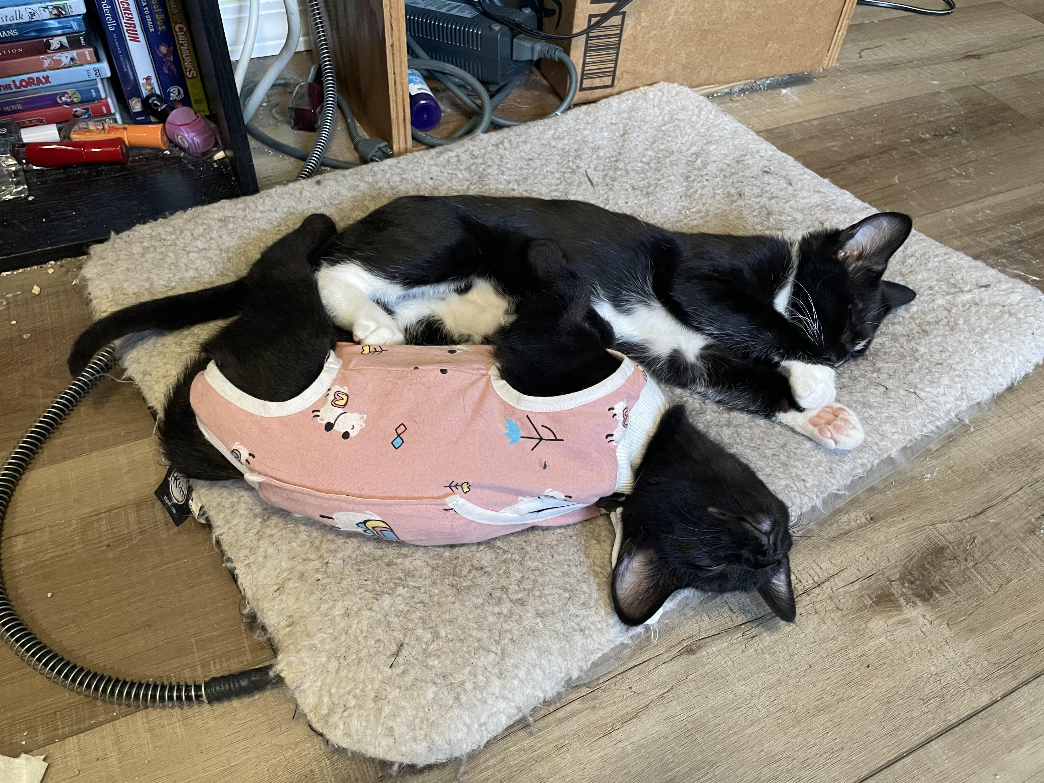 Soot, a Adoptable Domestic Short Hair in Springfield, OR image 5/6