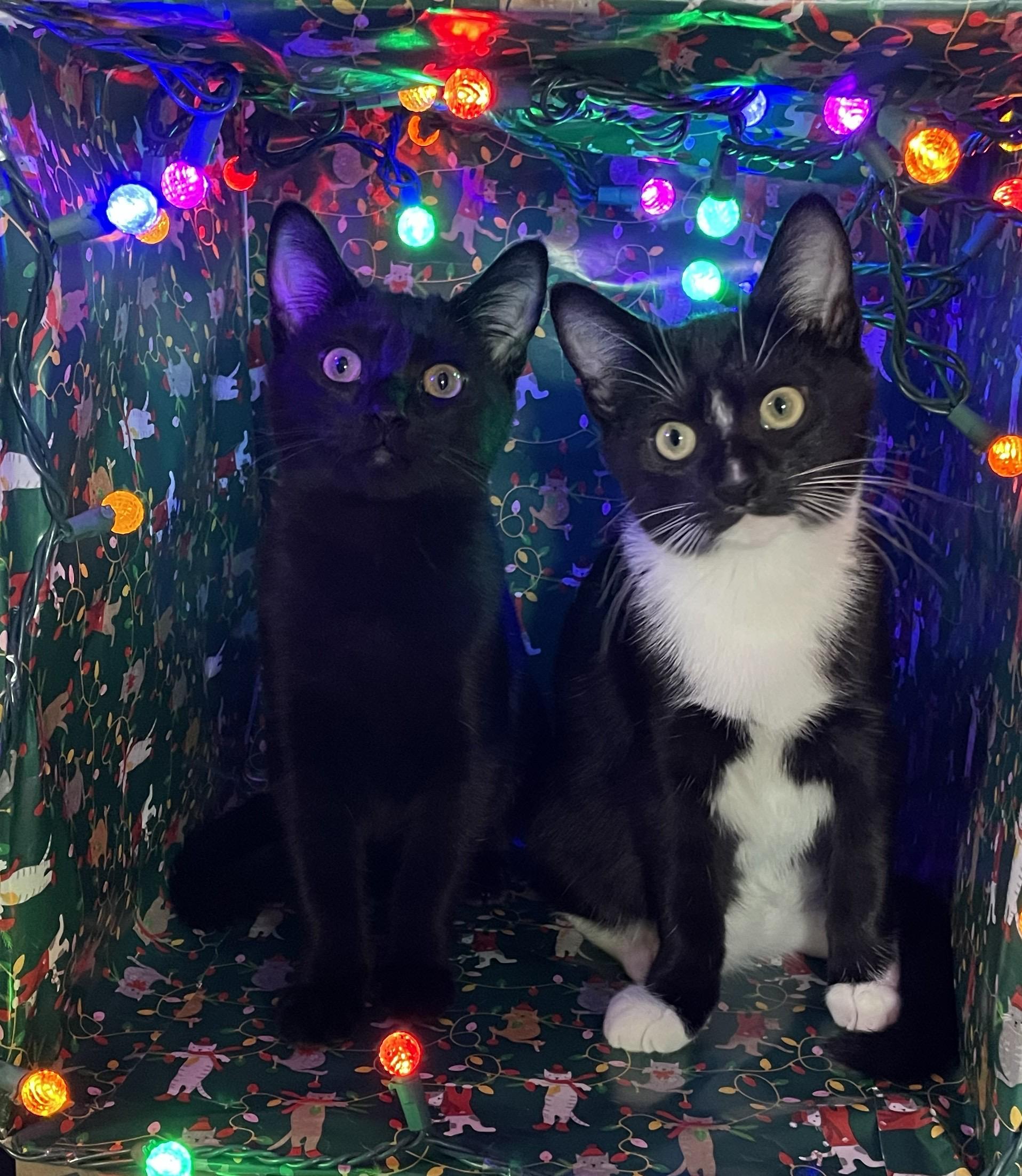 Soot, a Adoptable Domestic Short Hair in Springfield, OR image 1/6