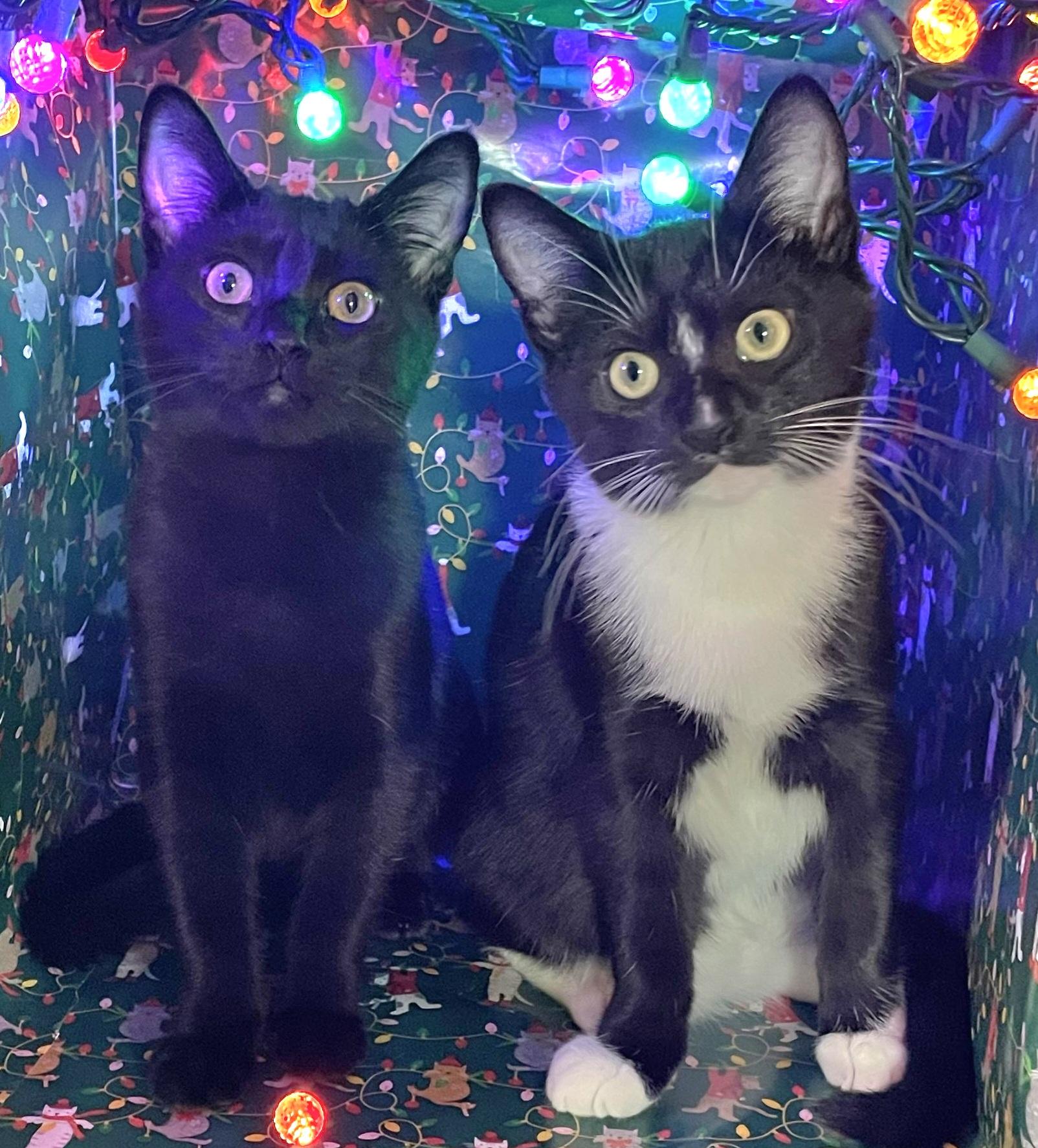 Soot, Adoptable, Kitten Female Domestic Short Hair.