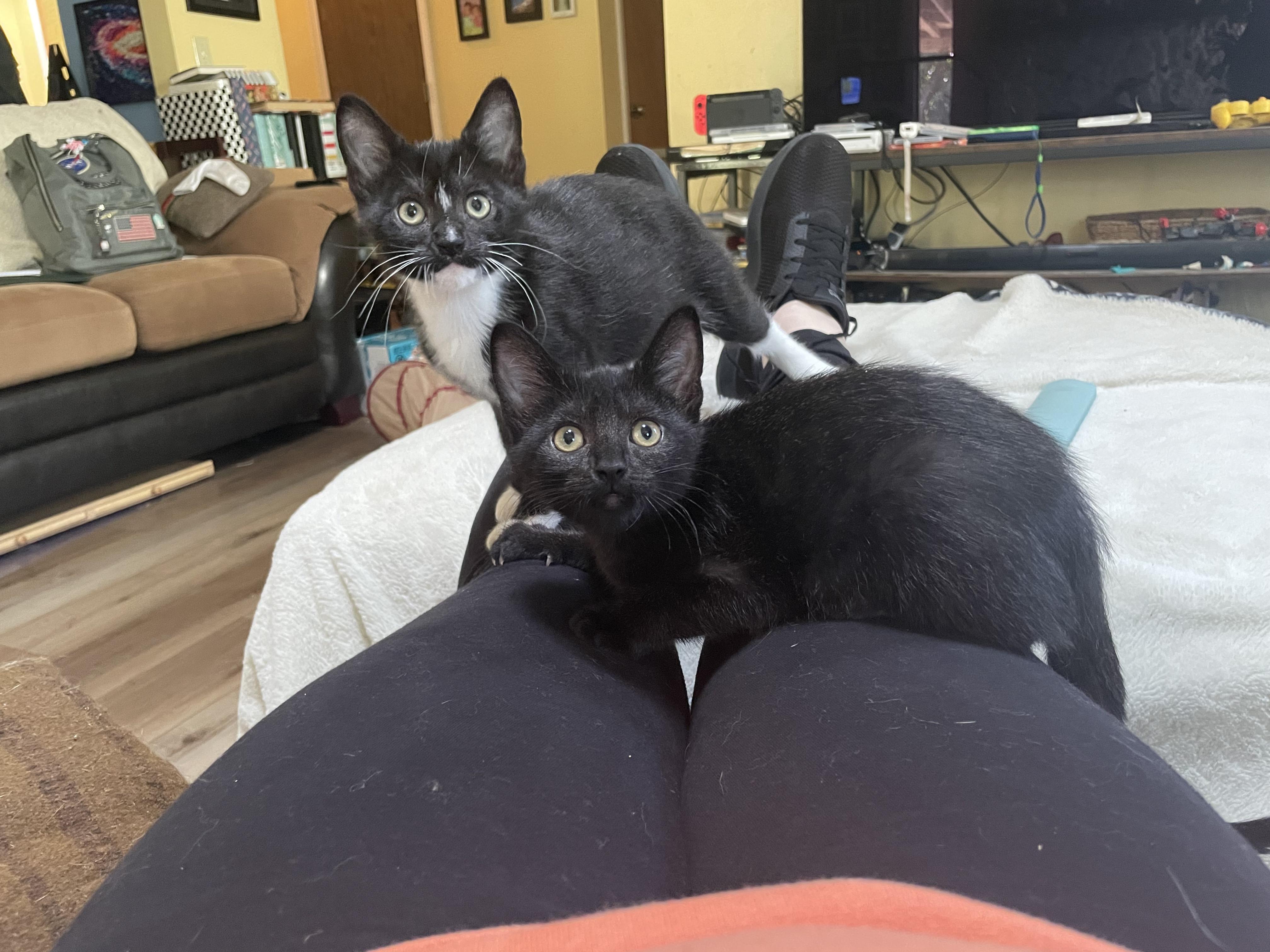 Soot, a Adoptable Domestic Short Hair in Springfield, OR image 6/6