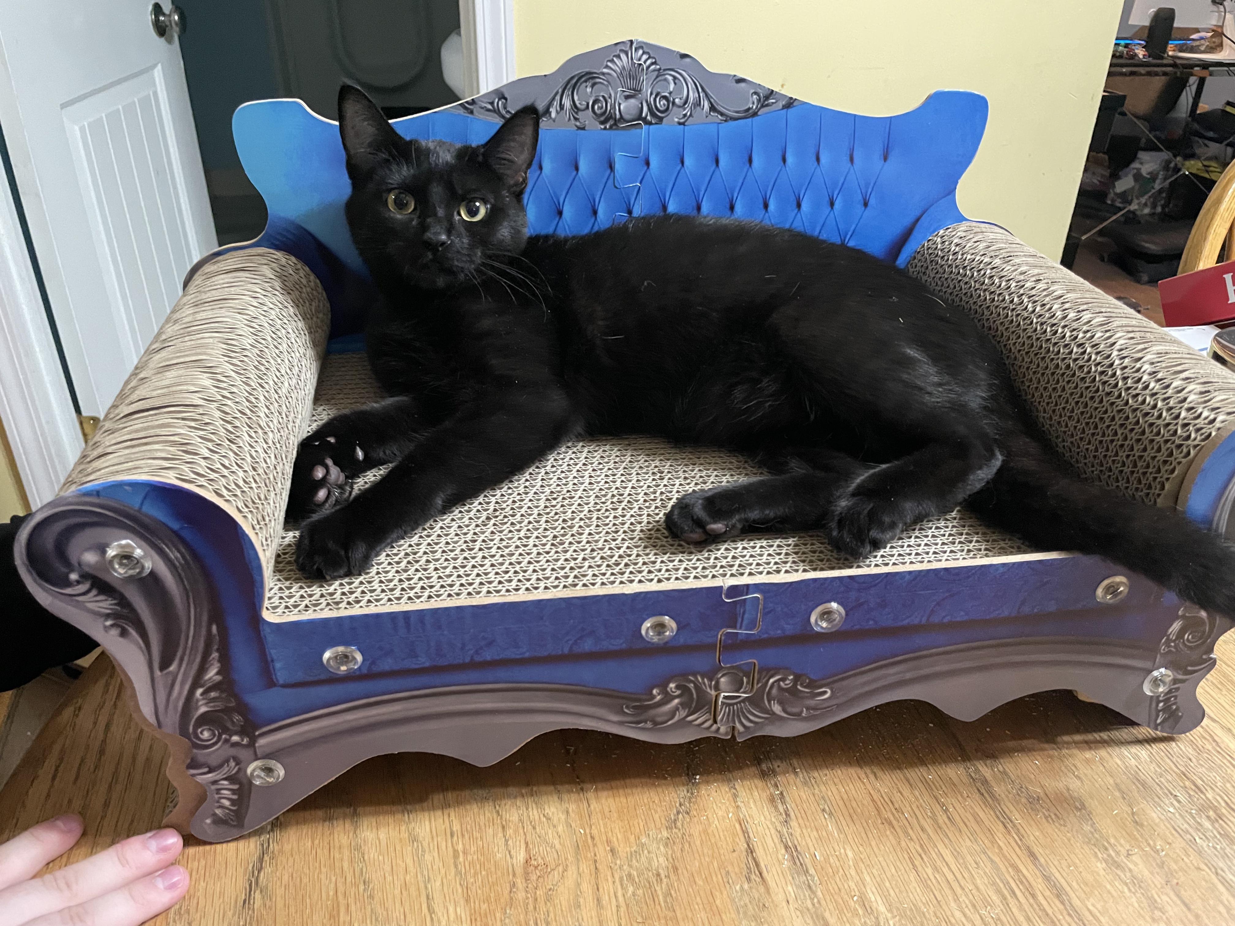 Enlarge Soot, an adopted Domestic Short Hair in Springfield, OR image 6/6