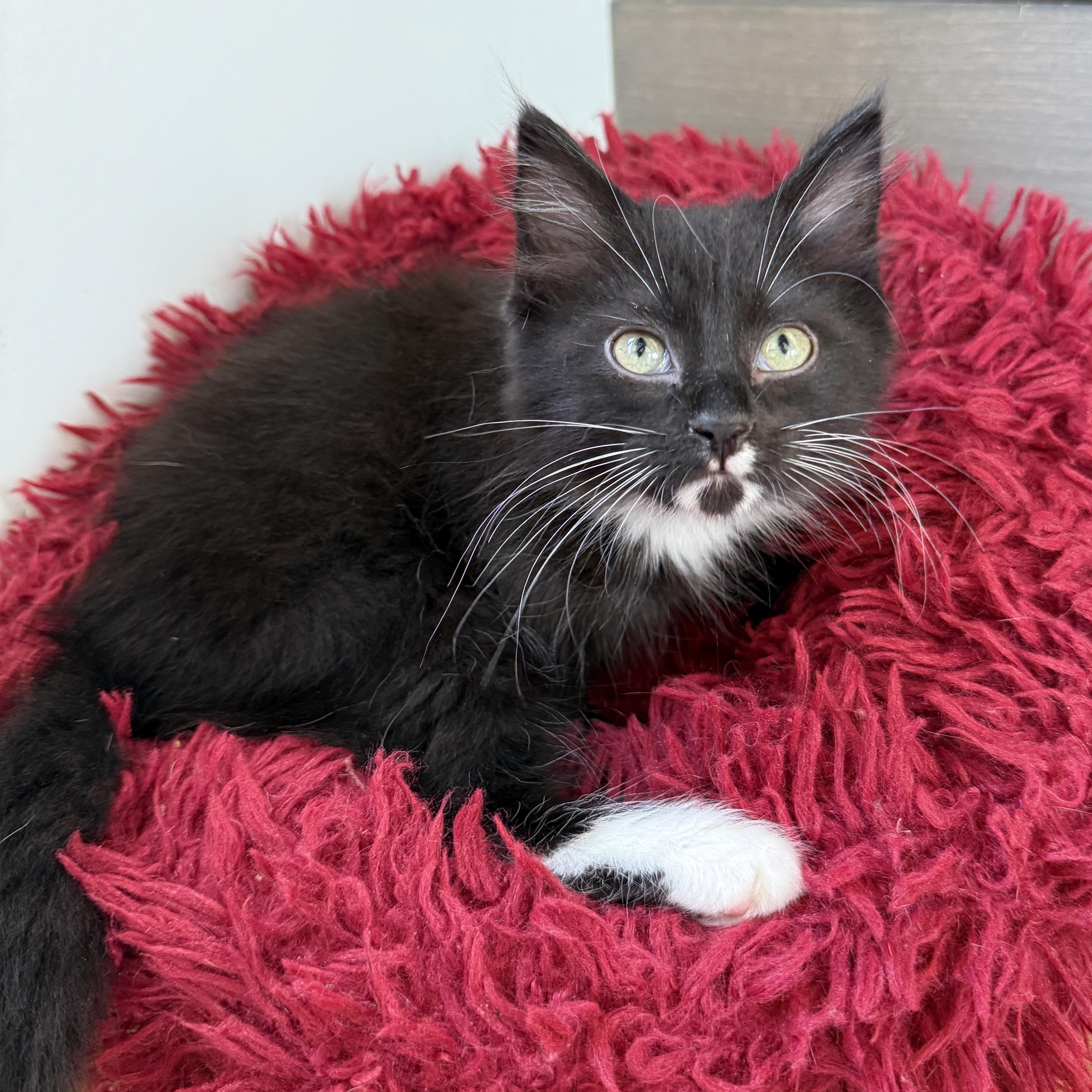 Skunk, Adoptable, Kitten Male Domestic Long Hair.