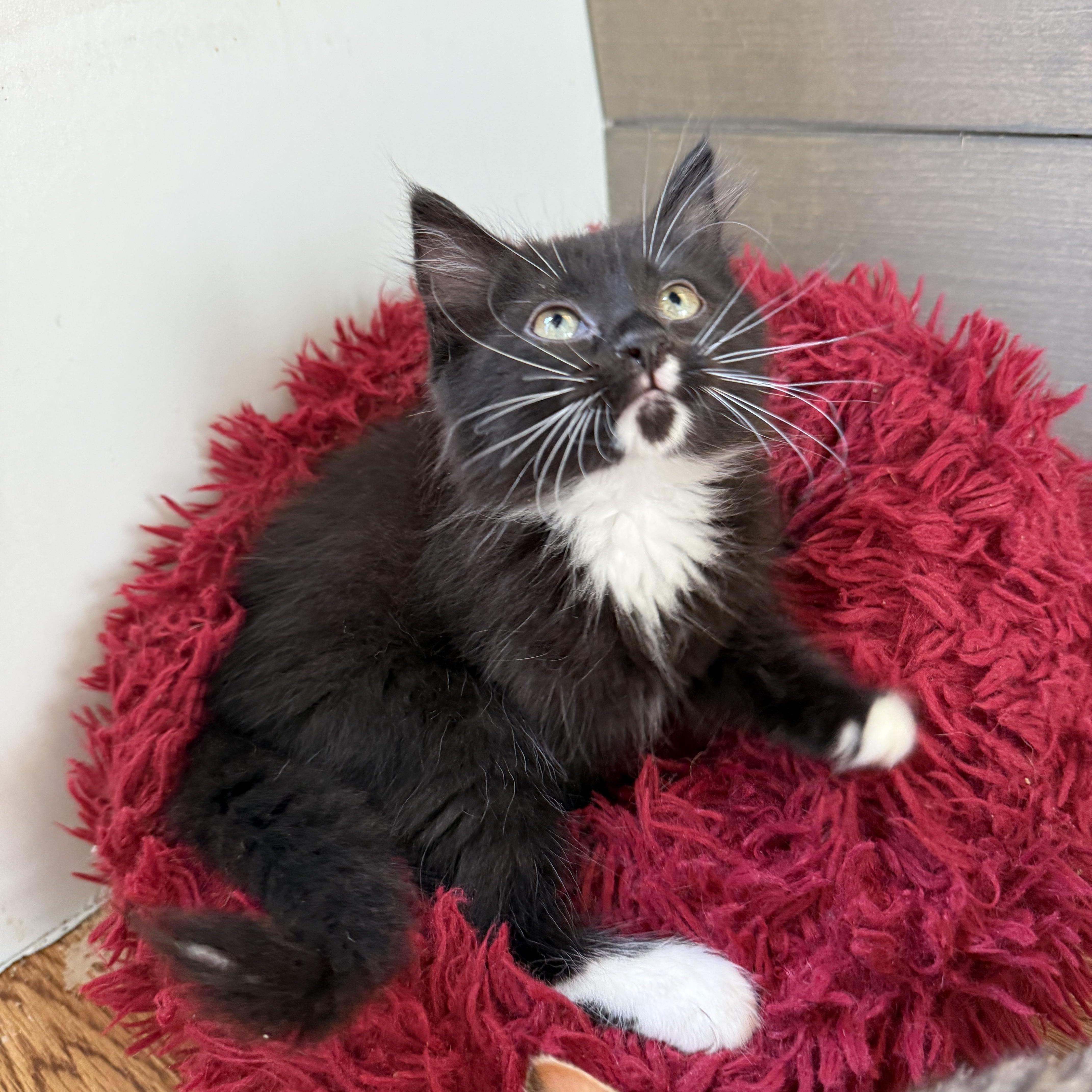 Skunk, a Adoptable Domestic Long Hair in Beaufort, MO image 3/3