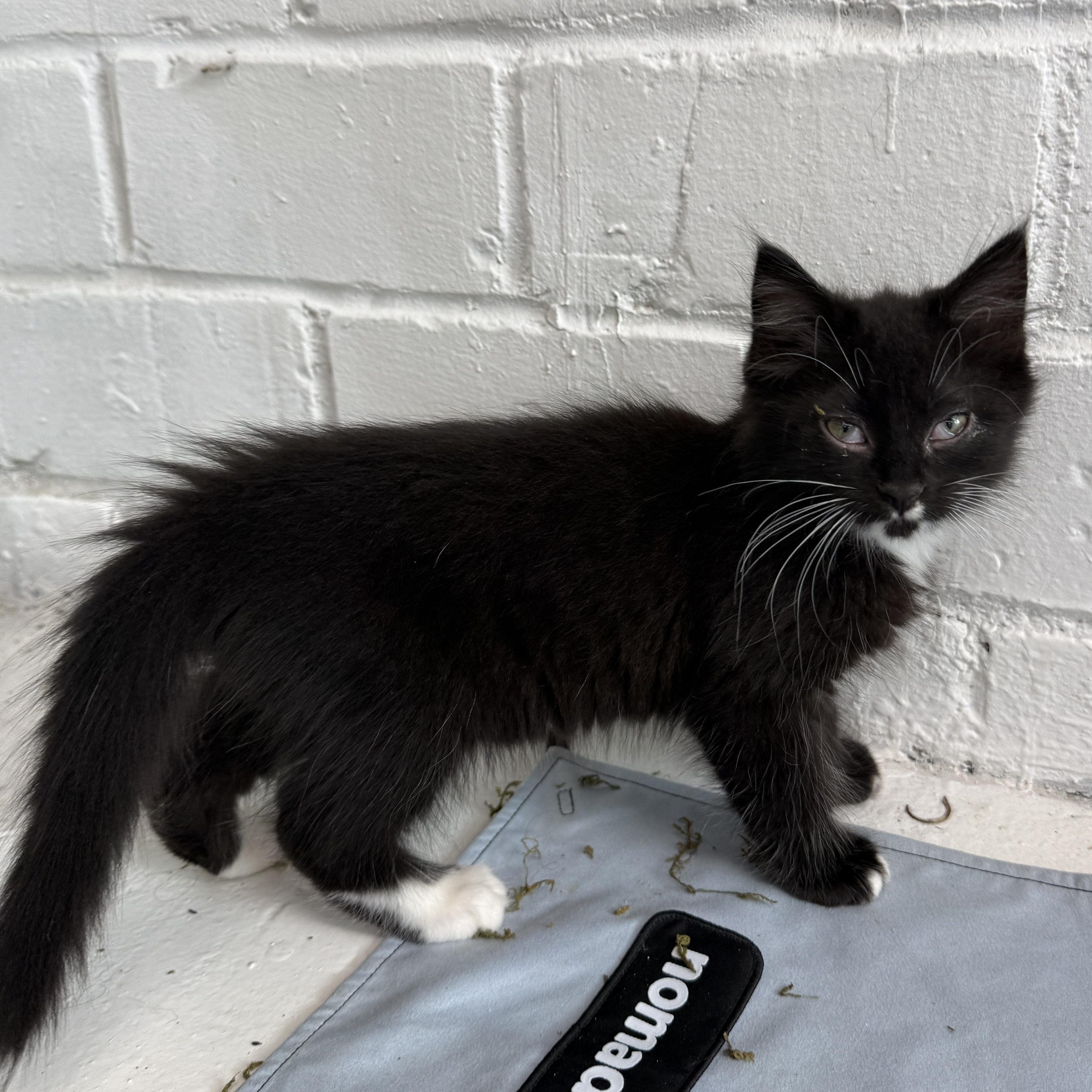 Skunk, a Adoptable Domestic Long Hair in Beaufort, MO image 2/3