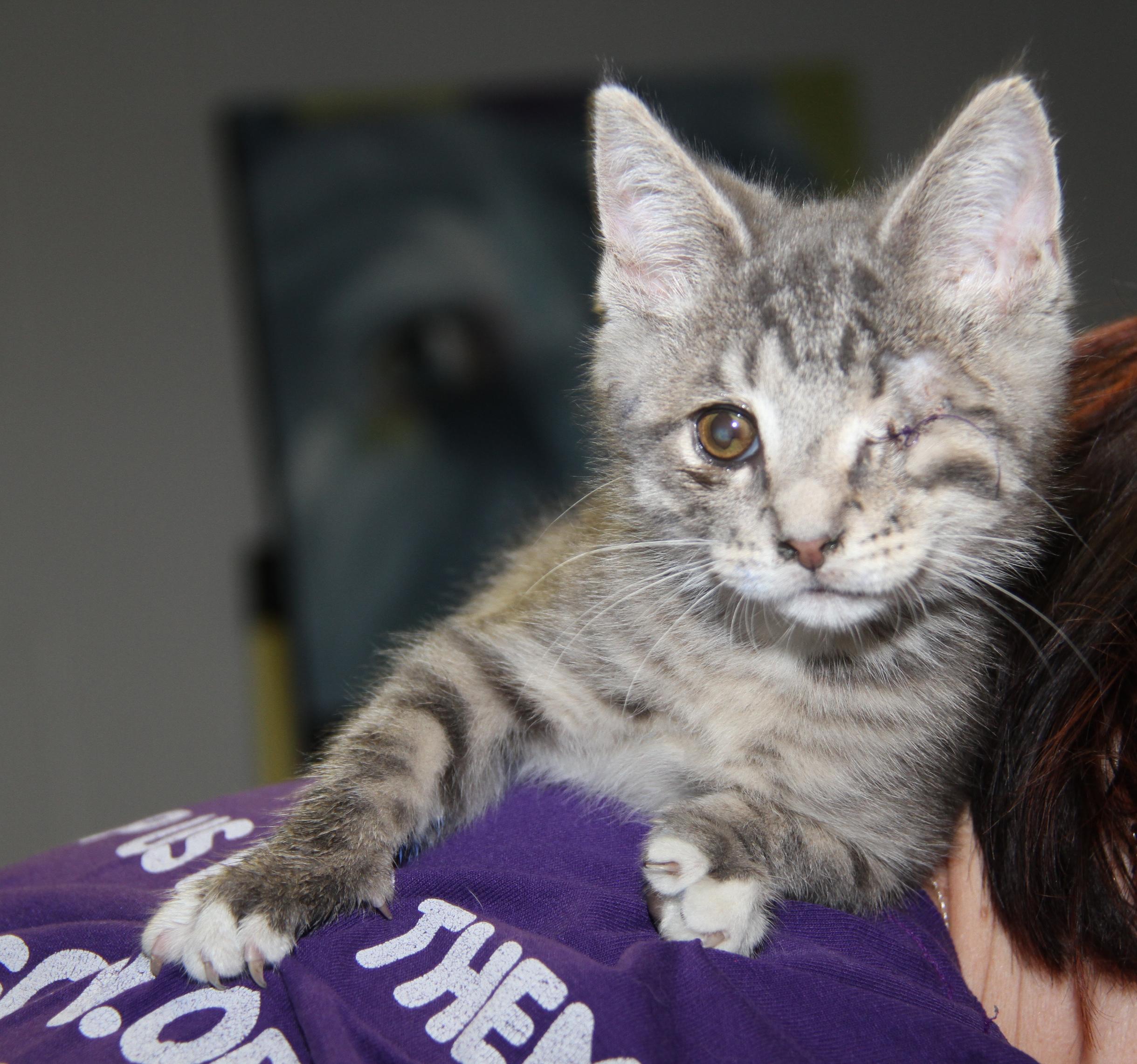 Squints (Neutered) (Special Needs .. Left Eye Surgically Removed), an adopted mixed breed in Marietta, OH image 4/6