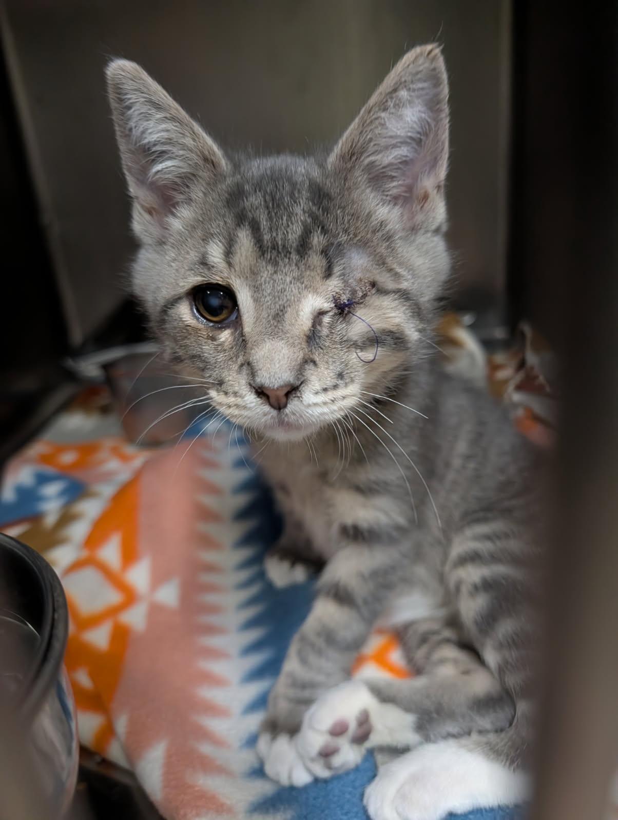 Squints (Neutered) (Special Needs .. Left Eye Surgically Removed), adopted, Kitten Male Tabby & Domestic Short Hair.