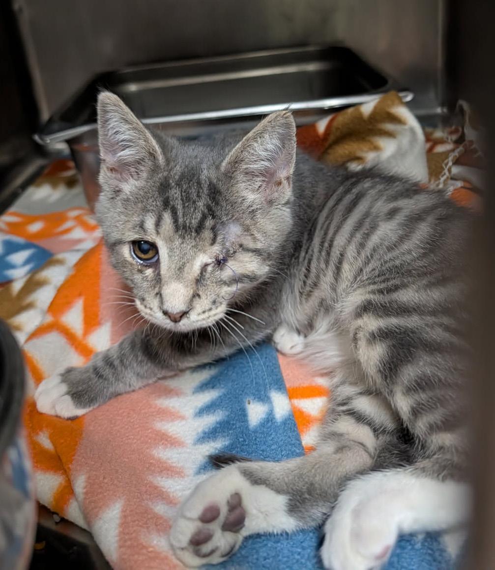 Squints (Neutered) (Special Needs .. Left Eye Surgically Removed), an adopted mixed breed in Marietta, OH image 2/6