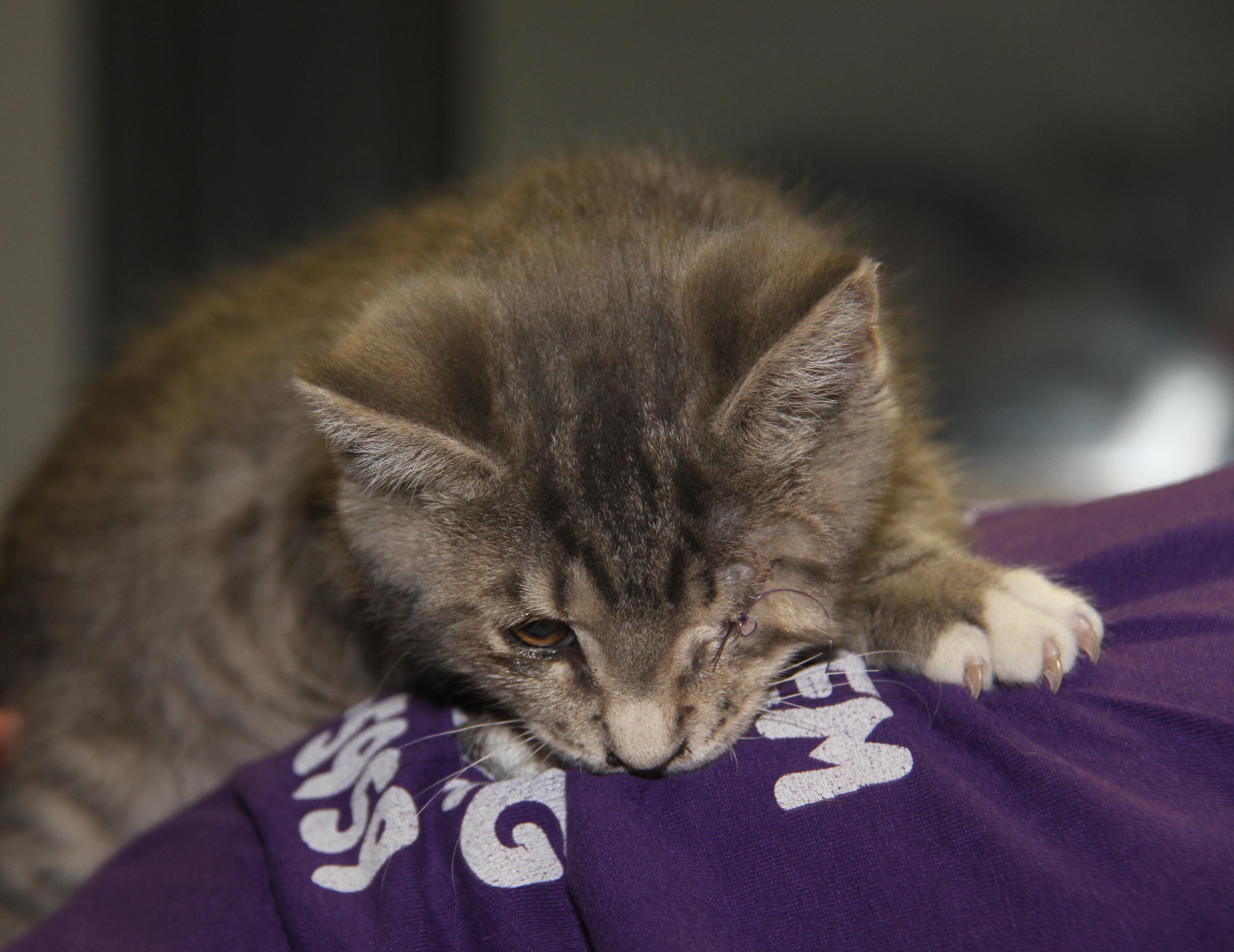 Squints (Neutered) (Special Needs .. Left Eye Surgically Removed), an adopted mixed breed in Marietta, OH image 5/6