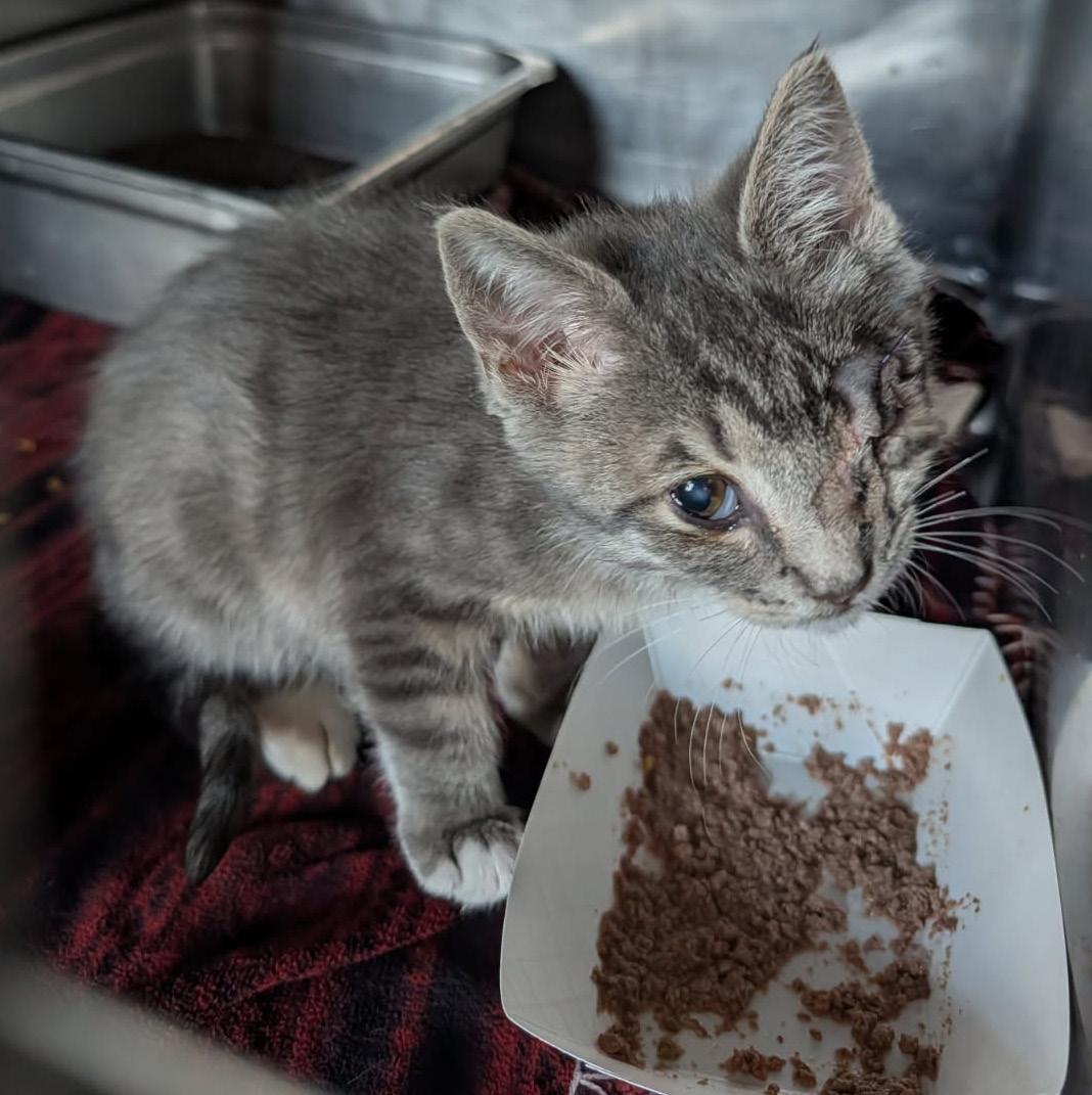 Squints (Neutered) (Special Needs .. Left Eye Surgically Removed), an adopted mixed breed in Marietta, OH image 3/6