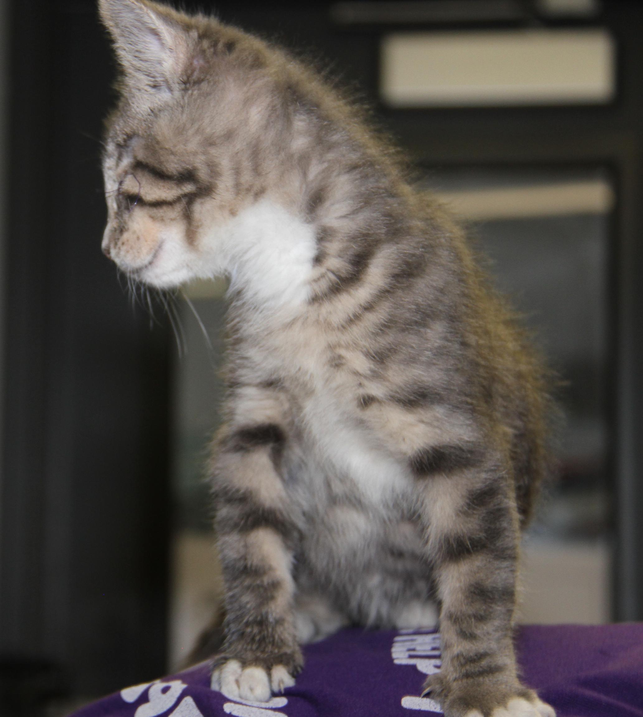 Squints (Neutered) (Special Needs .. Left Eye Surgically Removed), an adopted mixed breed in Marietta, OH image 6/6