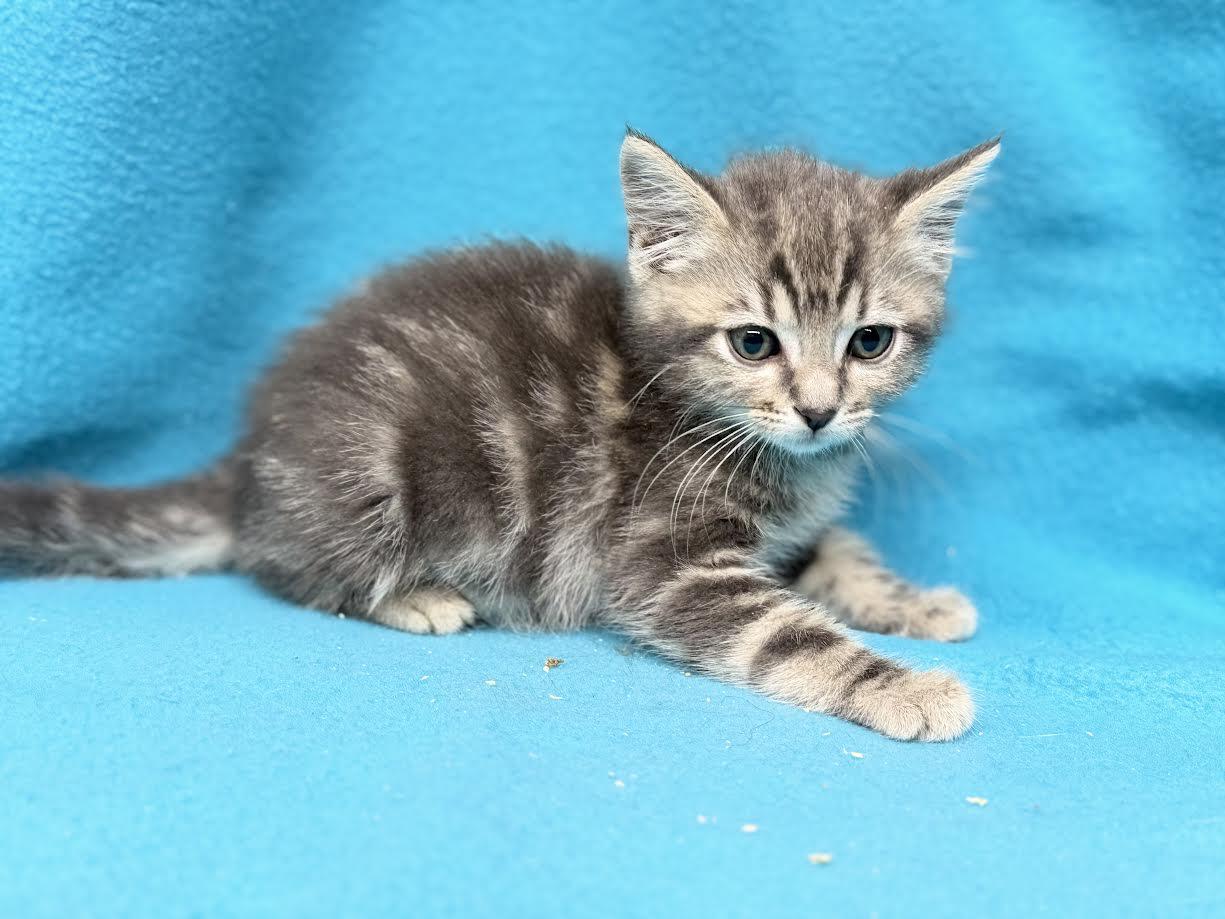 Cleo, ADOPTABLE, Young Female Domestic Short Hair.