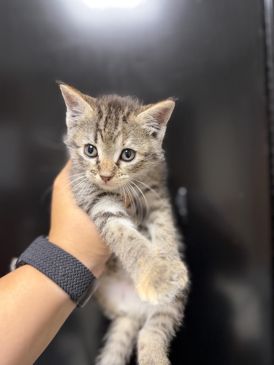Cleo, ADOPTABLE, Young Female Domestic Short Hair.