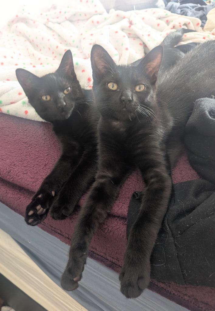 Lock, Adoptable, Kitten Female Domestic Short Hair.