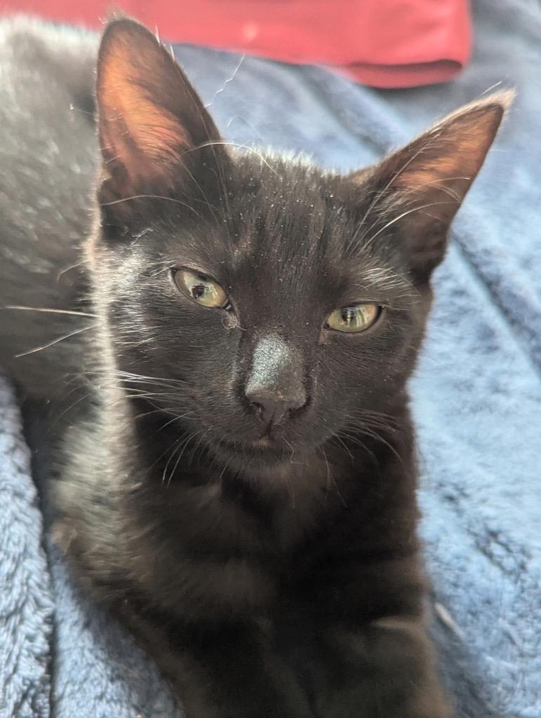 Lock, a Adoptable mixed breed in Hampton, VA image 2/4