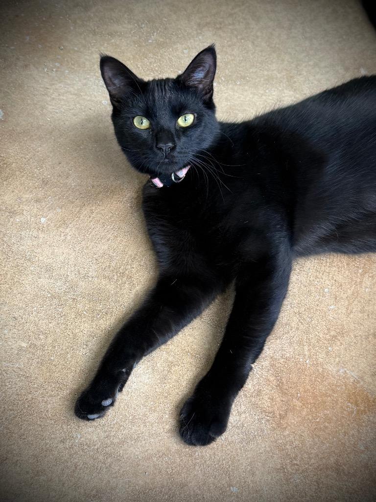 Lock, a Adoptable mixed breed in Hampton, VA image 3/4