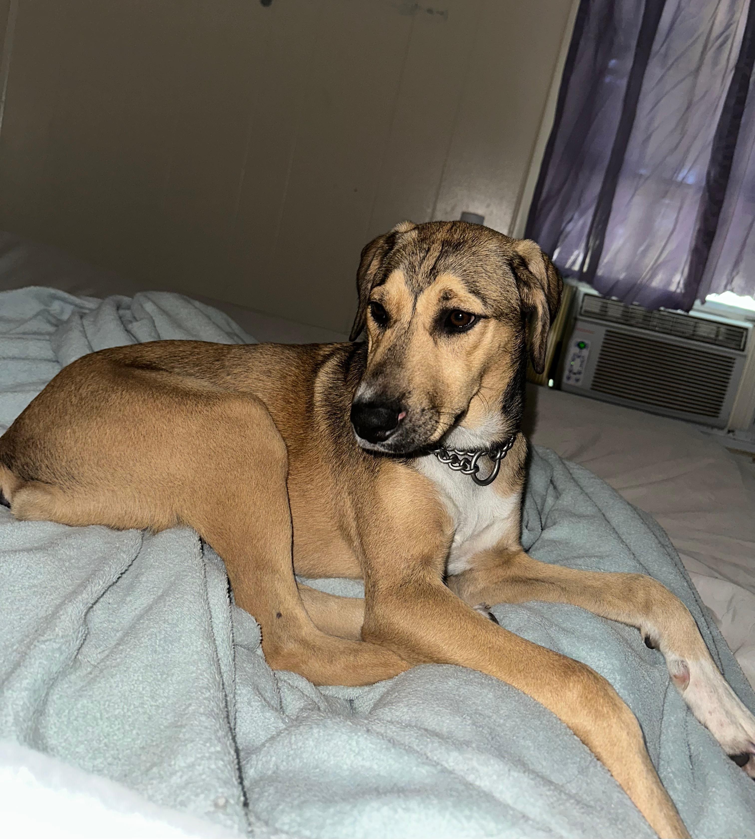 Wren-A-Roo, Adoptable, Puppy Female German Shepherd Dog.