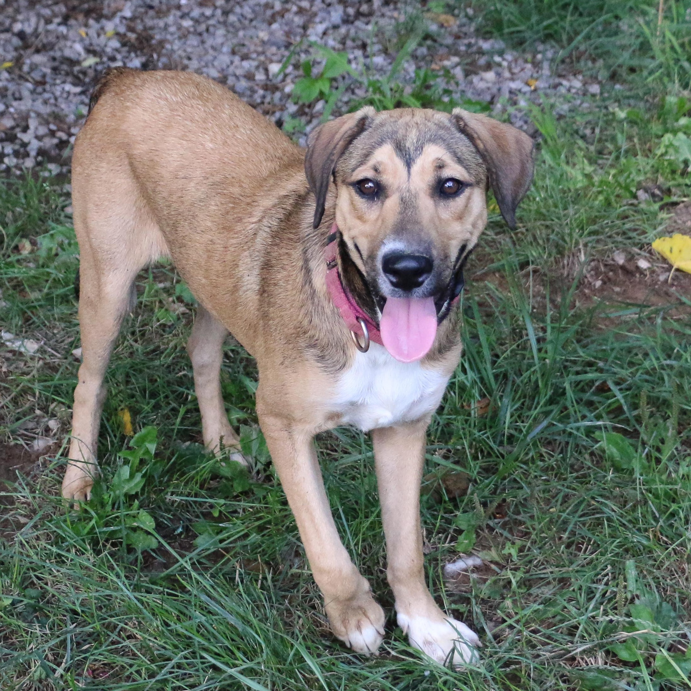 Enlarge Wren-A-Roo, a Adoptable mixed breed in Scranton, PA image 4/6