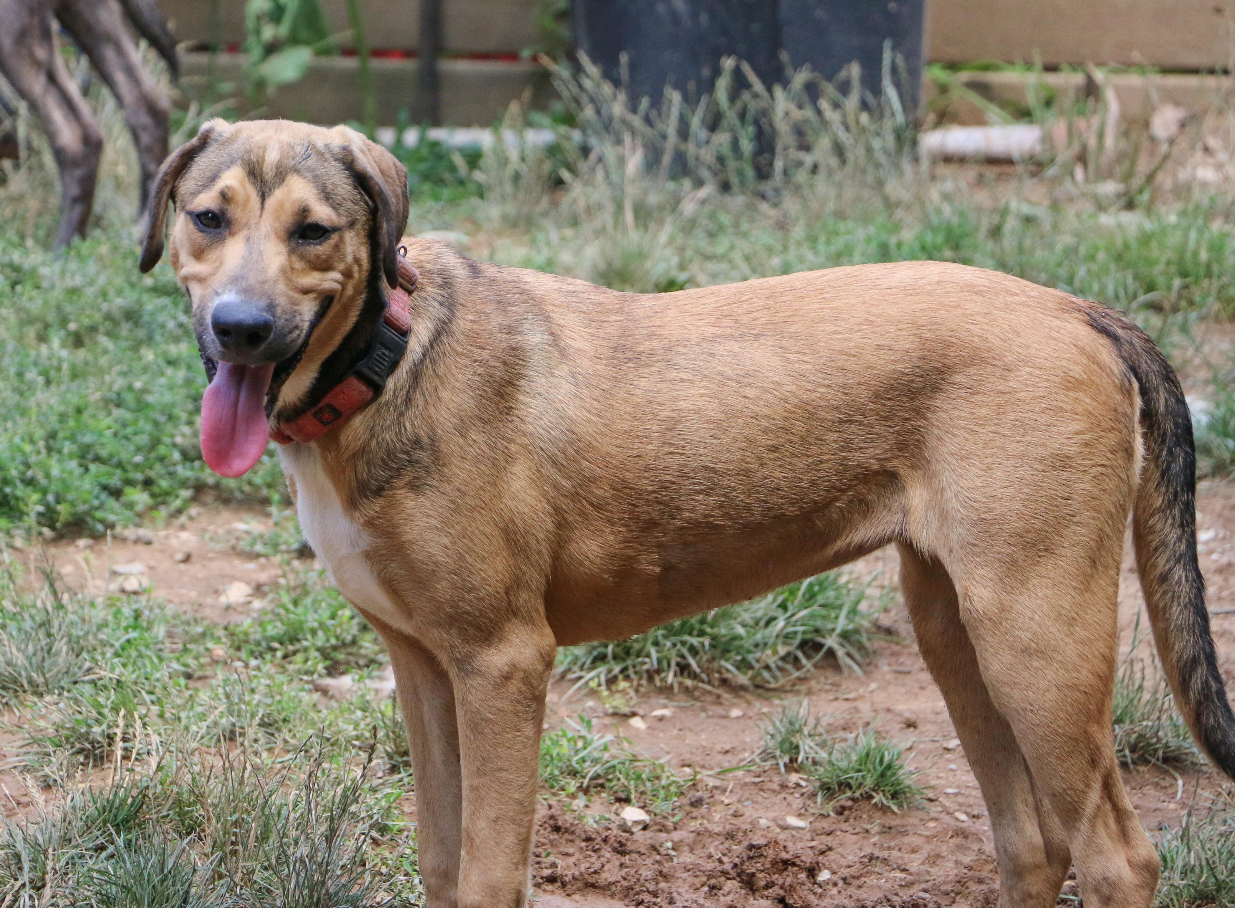 Enlarge Wren-A-Roo, a Adoptable mixed breed in Scranton, PA image 5/6