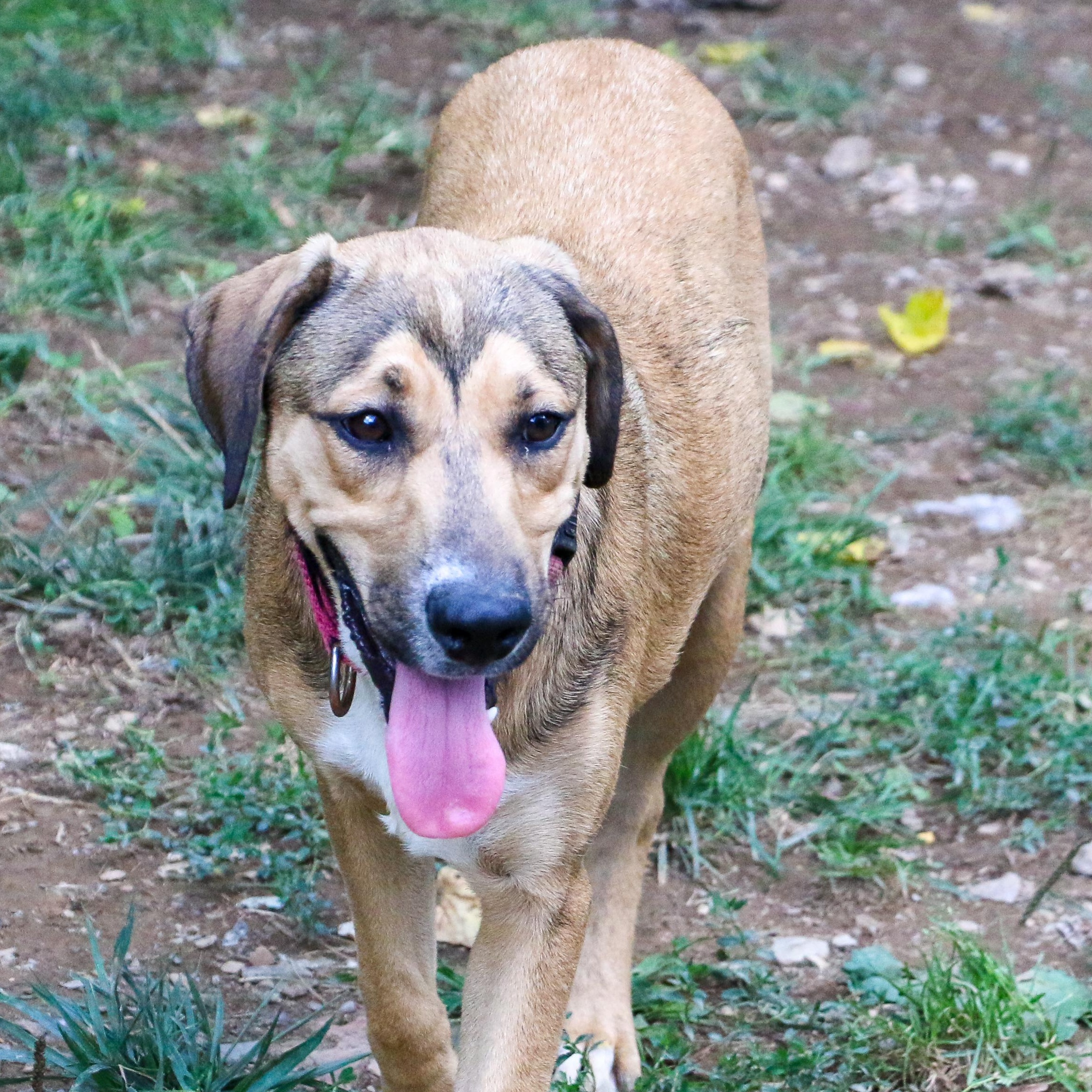 Enlarge Wren-A-Roo, a Adoptable mixed breed in Scranton, PA image 3/6