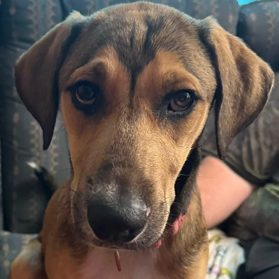 Enlarge Wren-A-Roo, a Adoptable mixed breed in Scranton, PA image 2/6