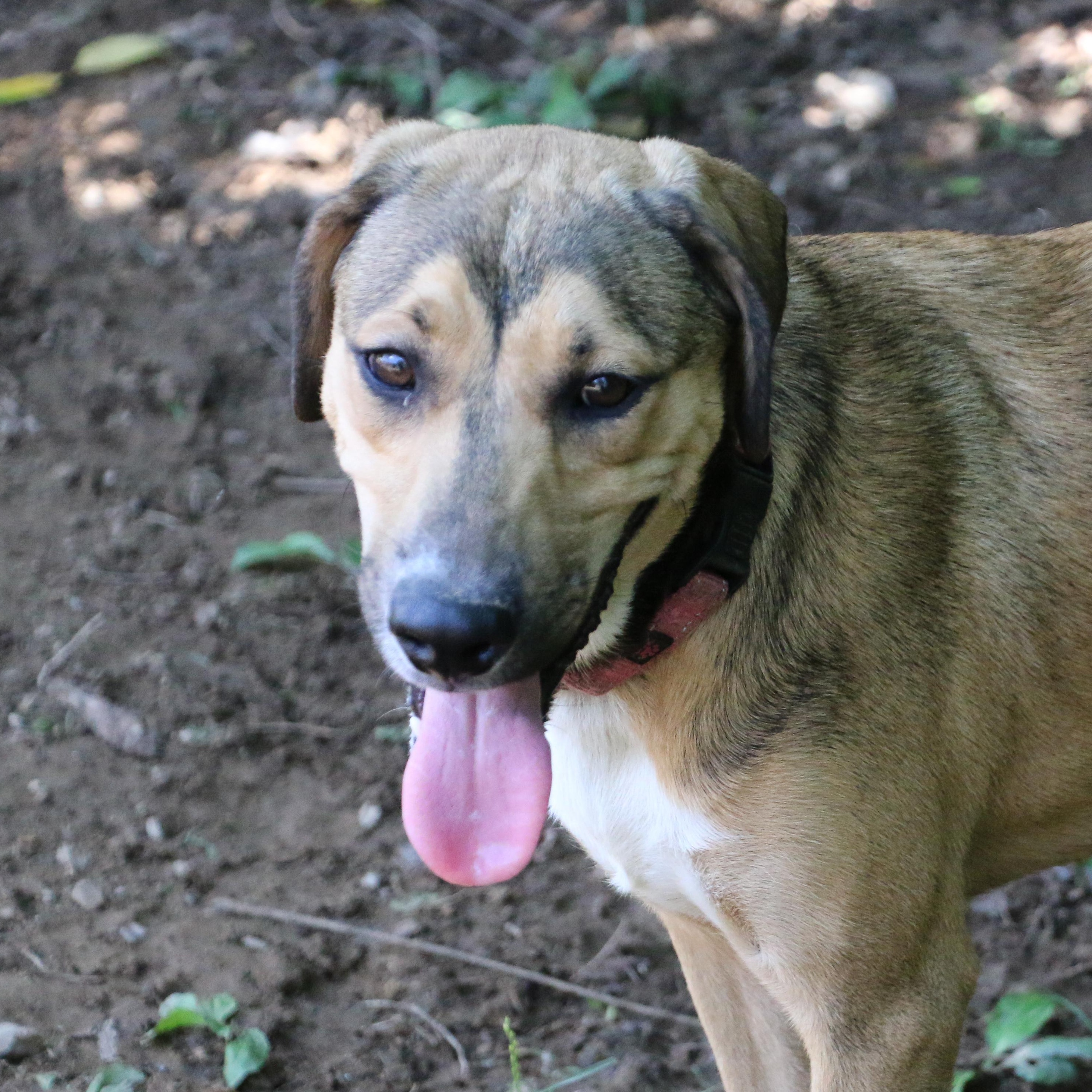 Enlarge Wren-A-Roo, a Adoptable mixed breed in Scranton, PA image 6/6