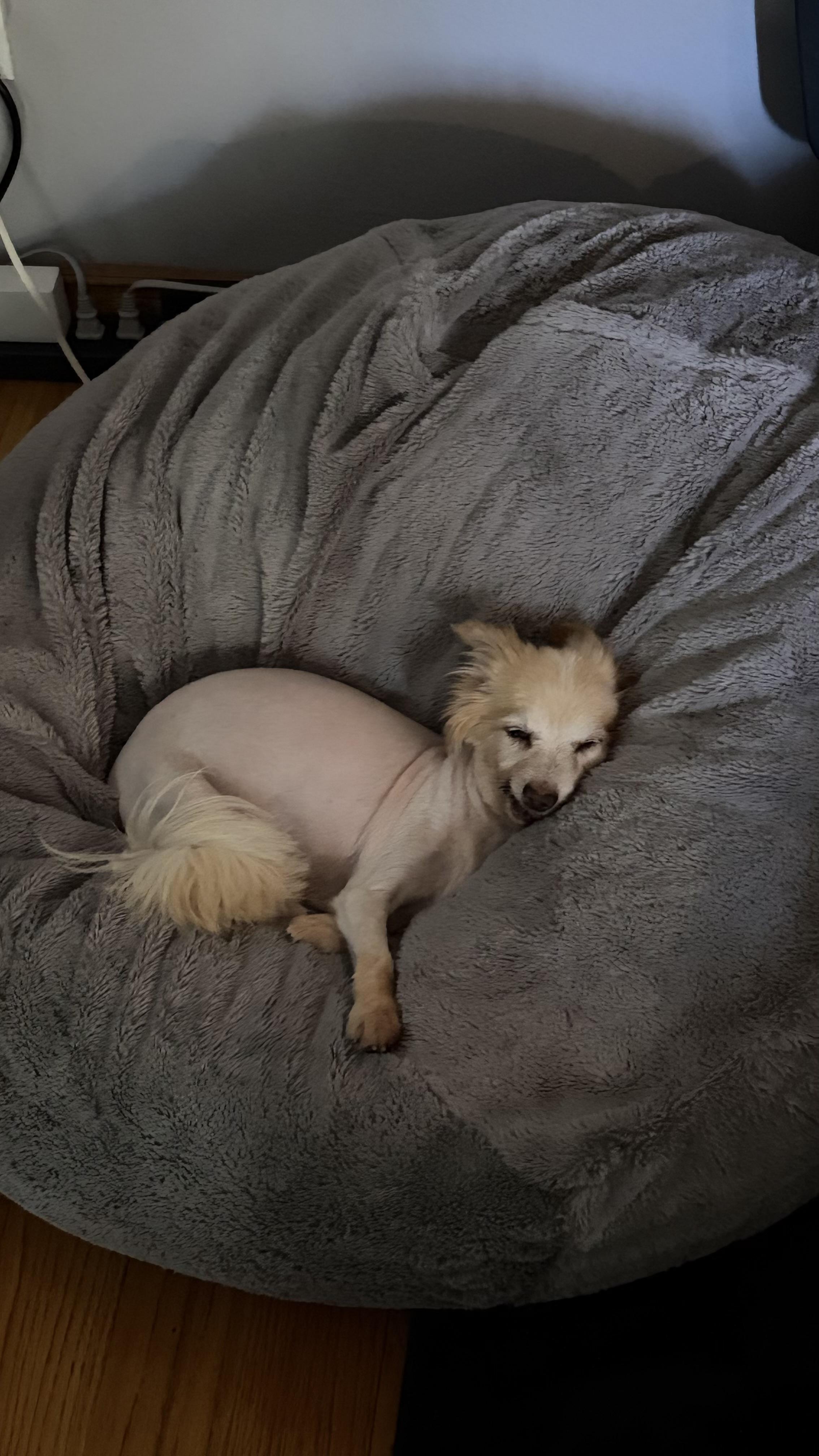 Enlarge Seraphine, a ADOPTABLE mixed breed in West Hollywood, CA image 6/6