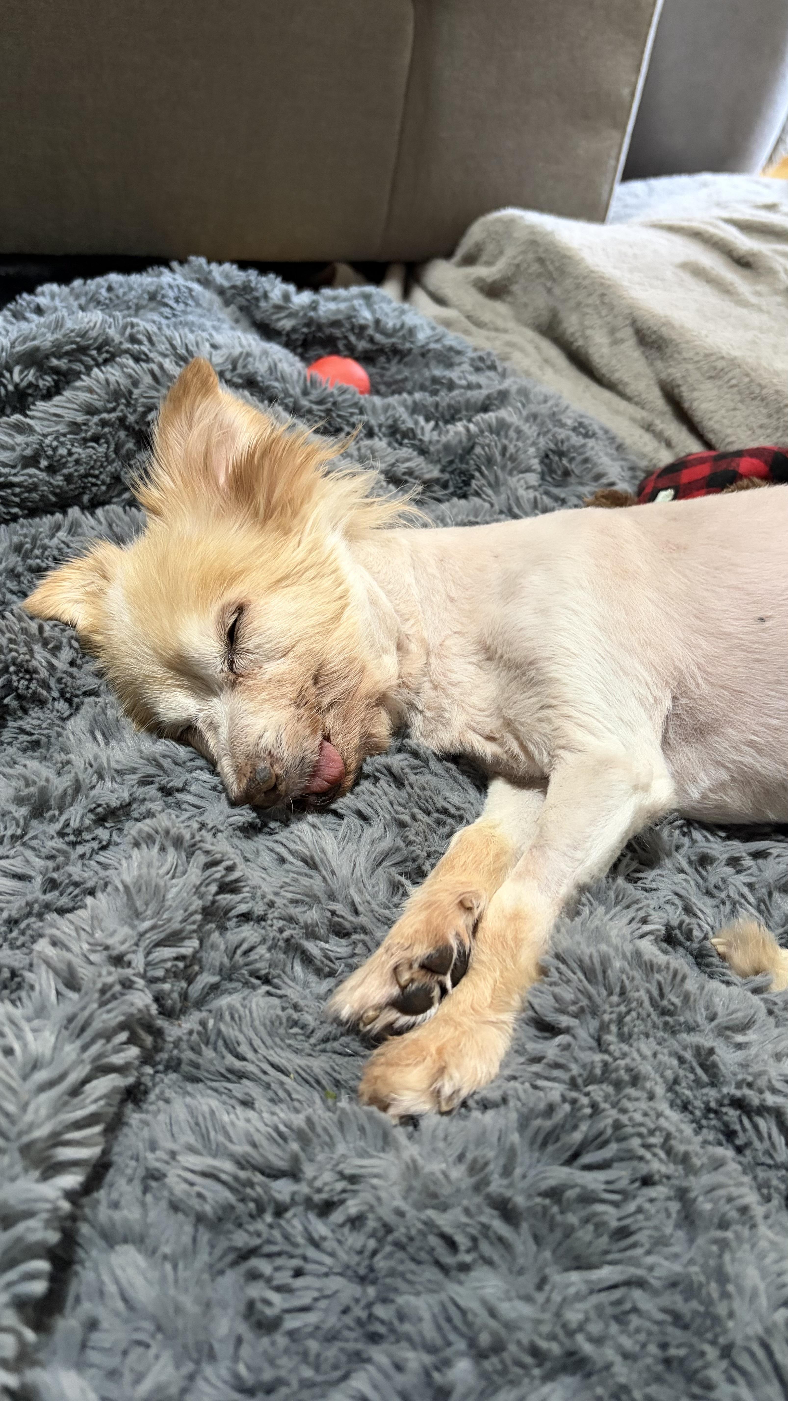 Enlarge Seraphine, a ADOPTABLE mixed breed in West Hollywood, CA image 4/6