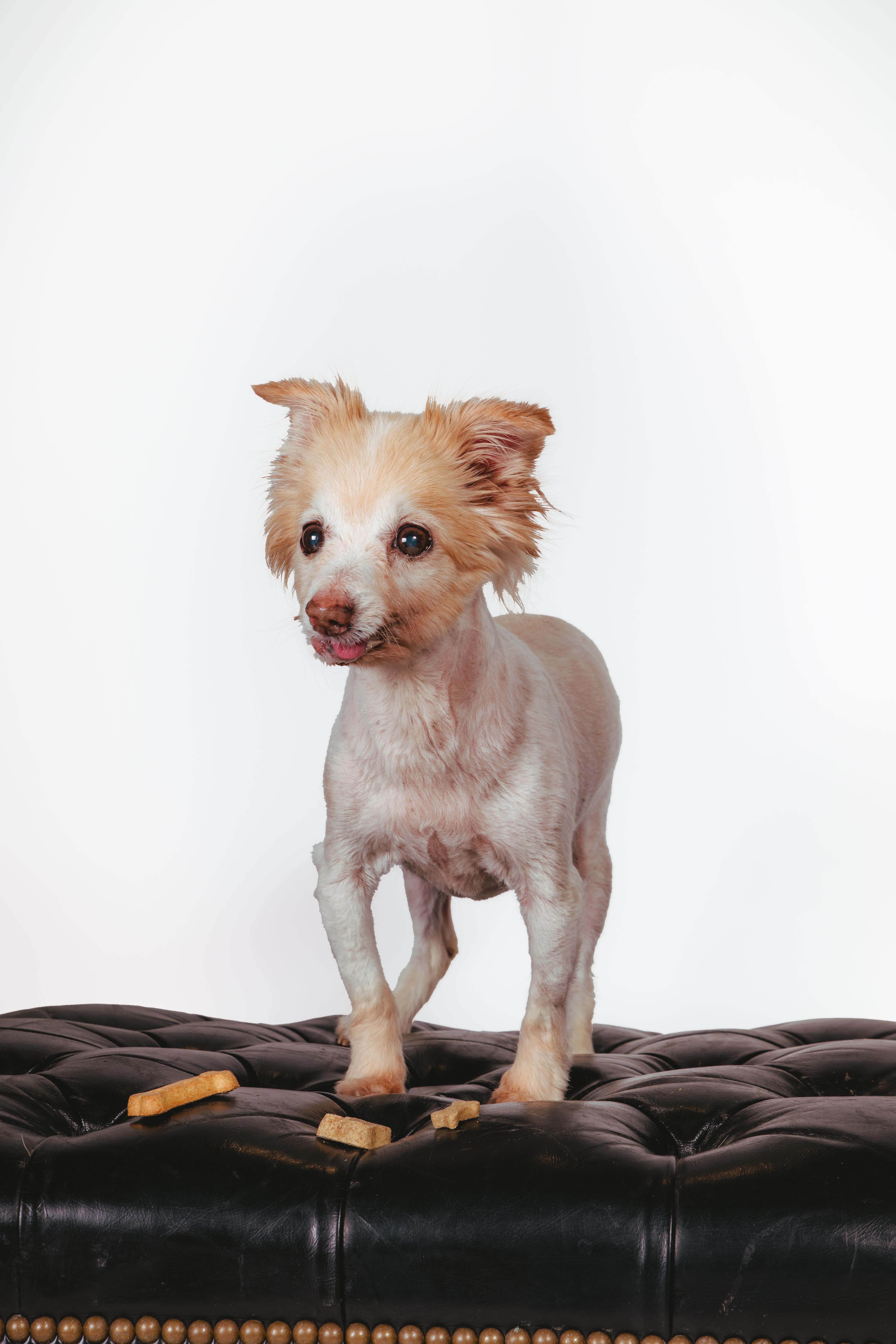Enlarge Seraphine, a ADOPTABLE mixed breed in West Hollywood, CA image 4/6