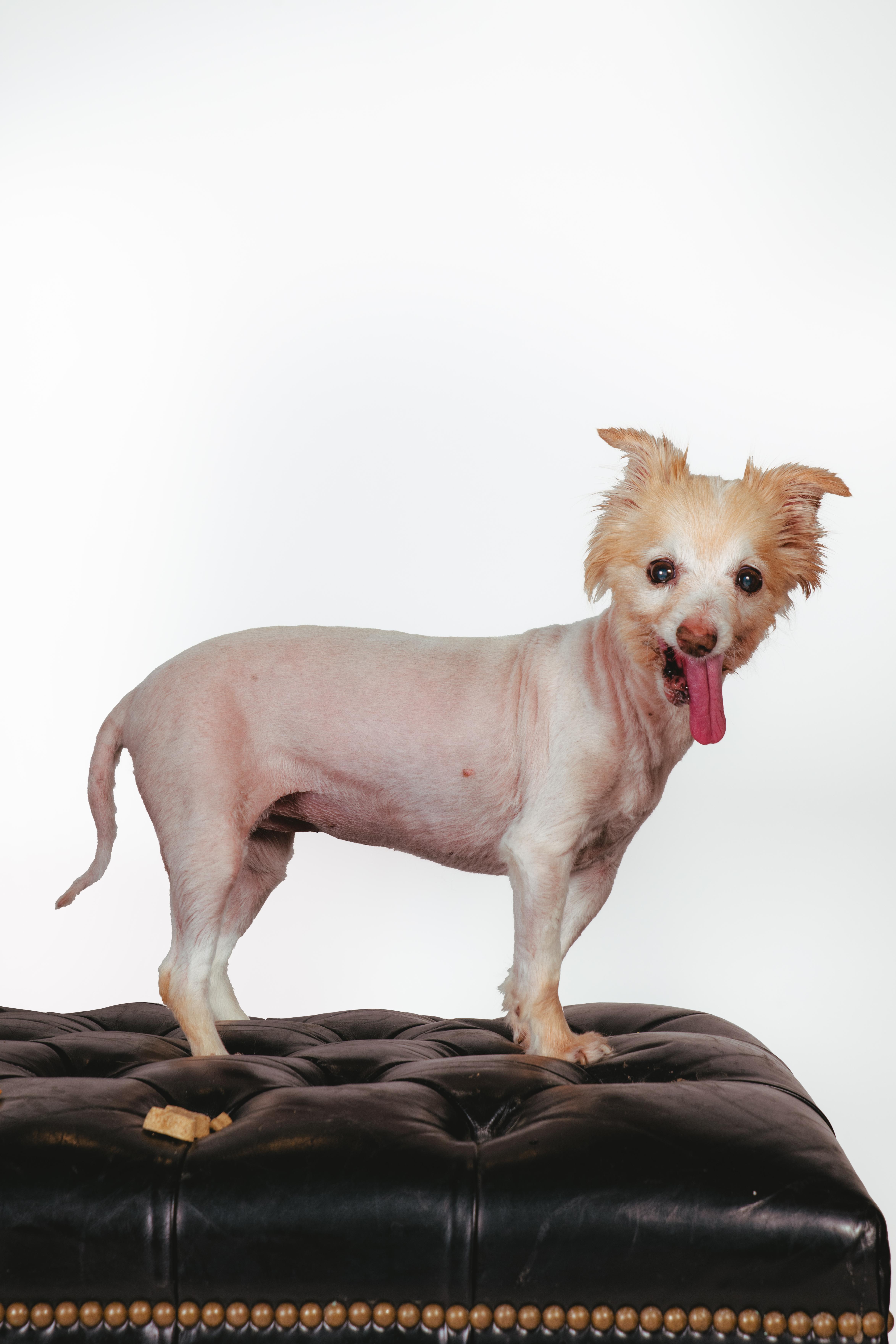 Enlarge Seraphine, a ADOPTABLE mixed breed in West Hollywood, CA image 2/6