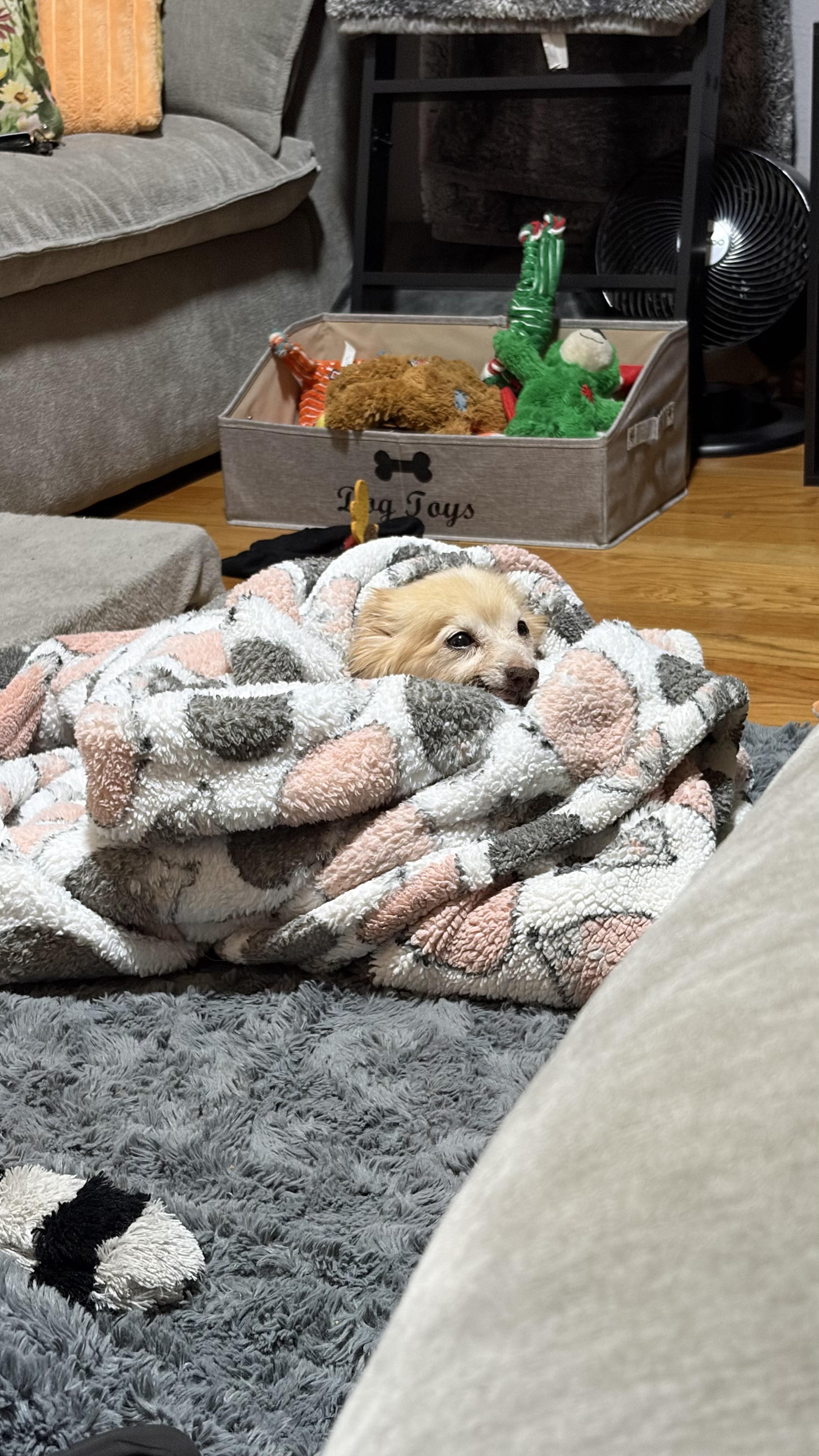 Enlarge Seraphine, a ADOPTABLE mixed breed in West Hollywood, CA image 3/6