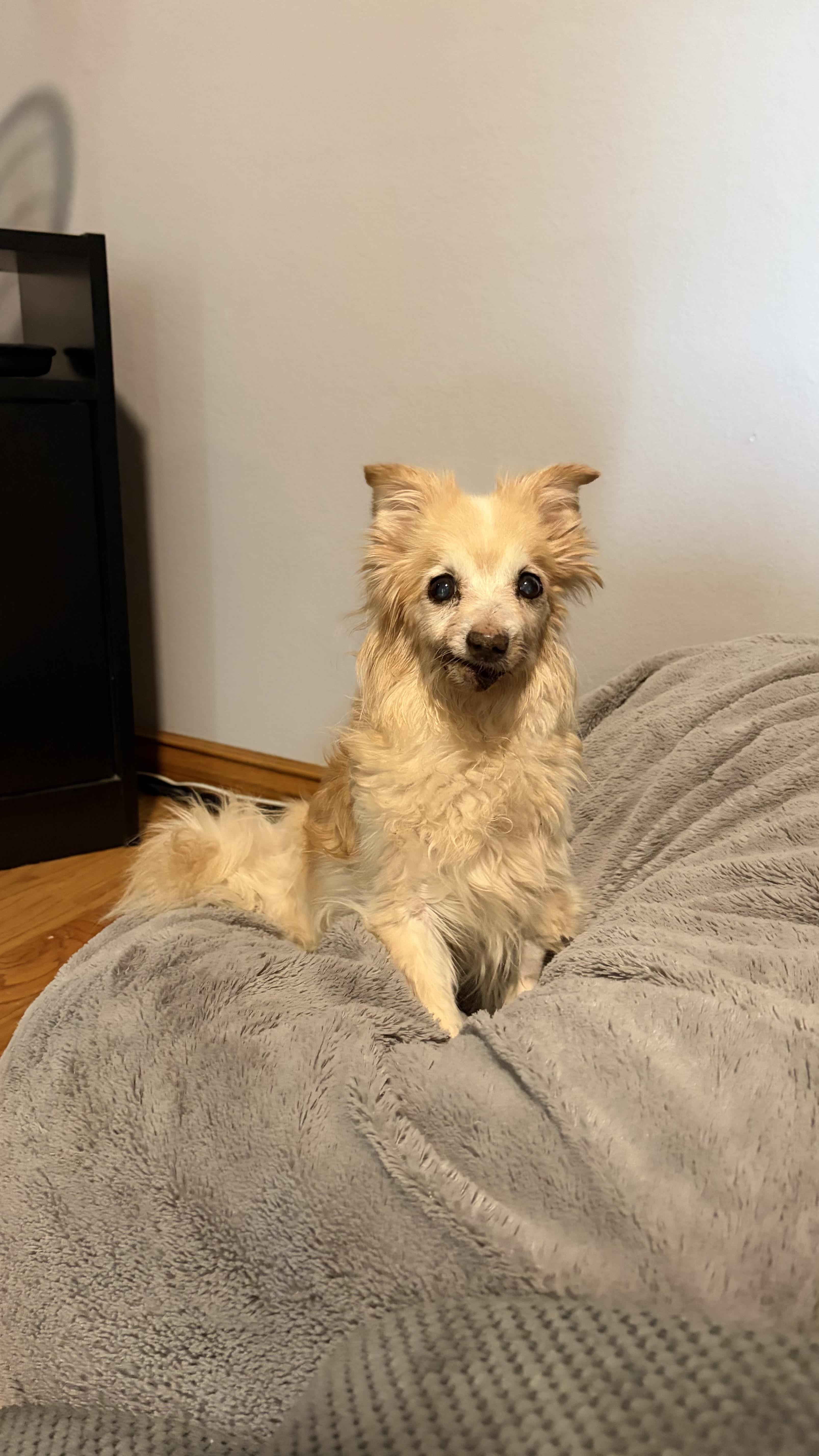 Enlarge Seraphine, a ADOPTABLE mixed breed in West Hollywood, CA image 1/6