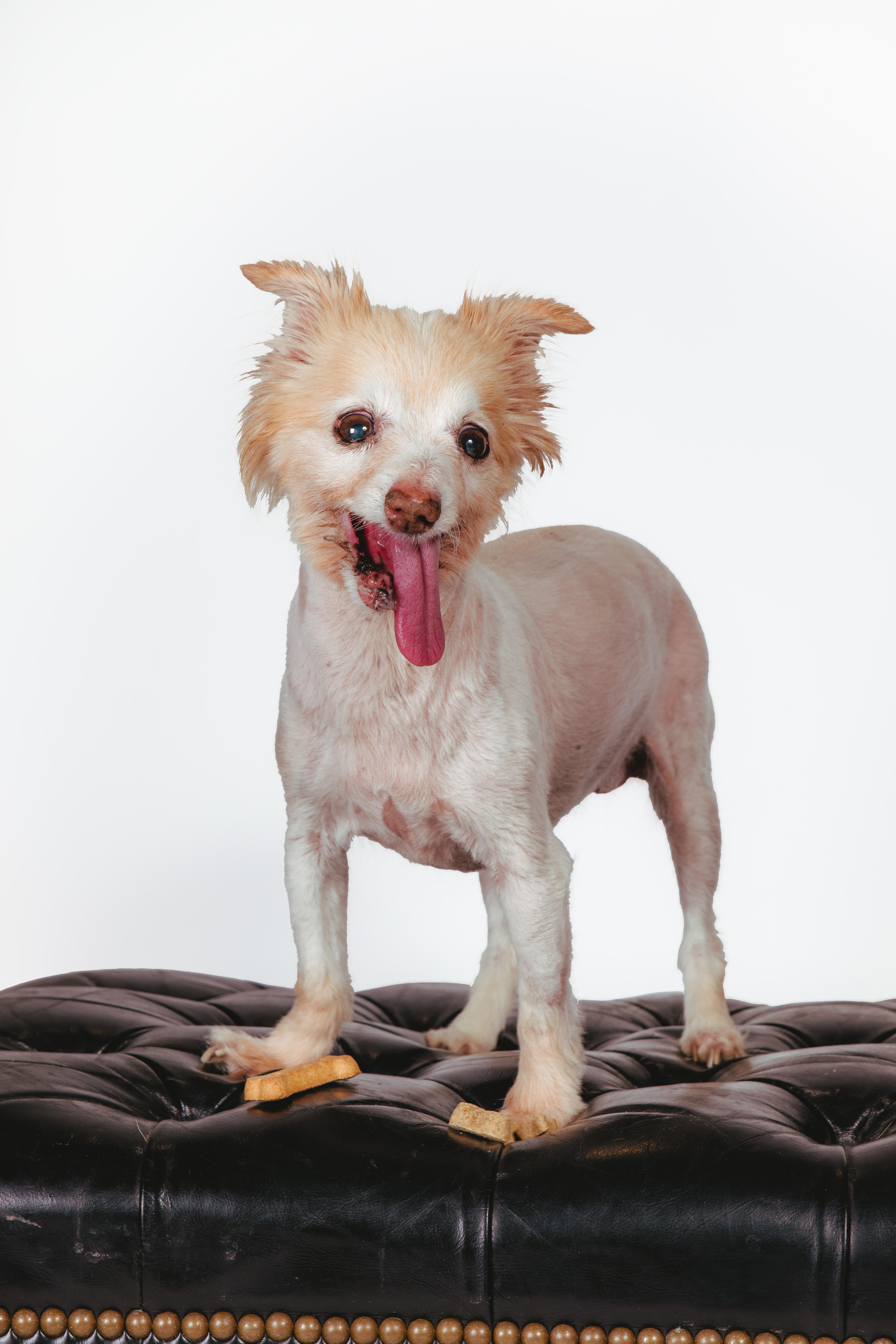 Seraphine, ADOPTABLE, Senior Female Pomeranian.