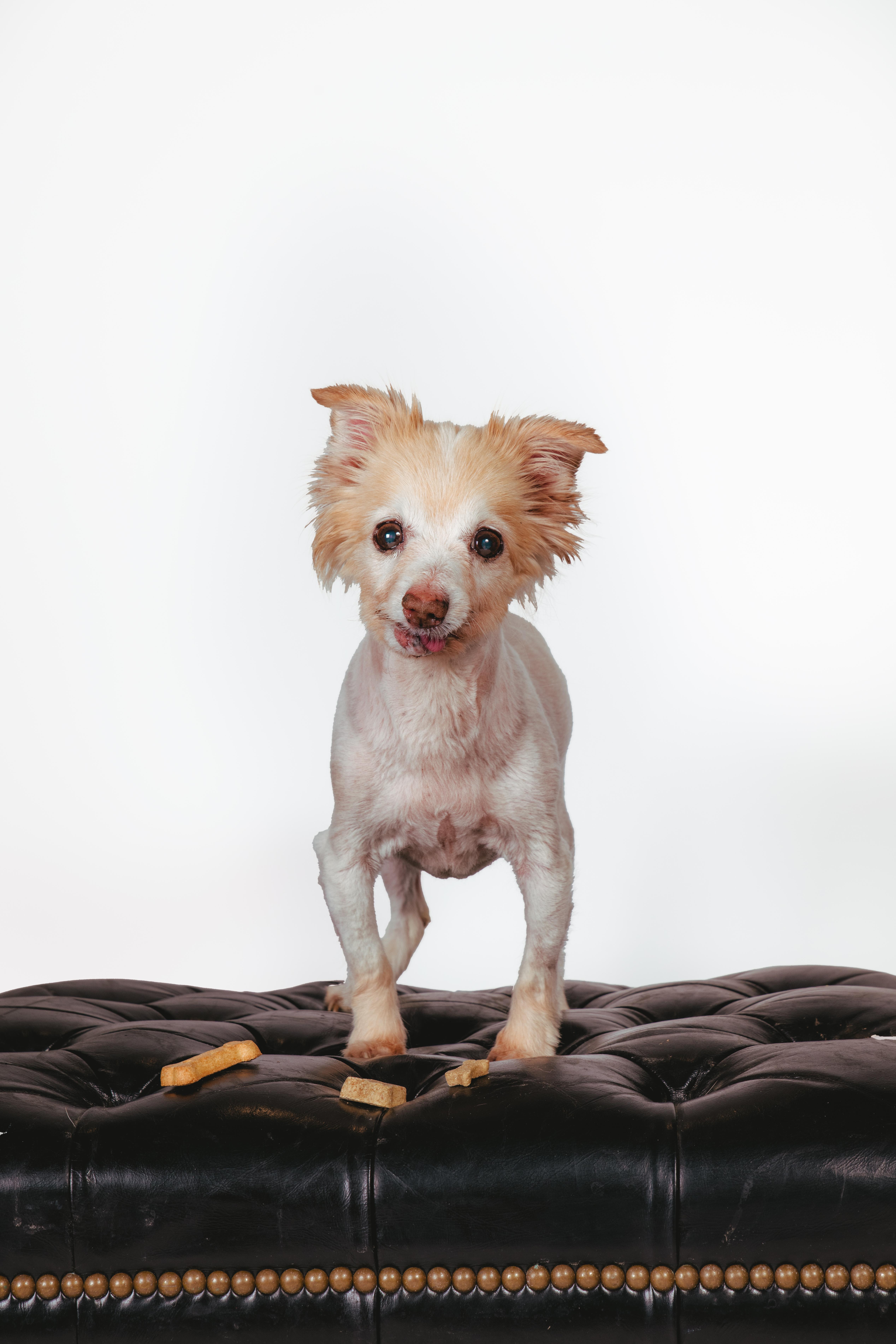 Enlarge Seraphine, a ADOPTABLE mixed breed in West Hollywood, CA image 5/6