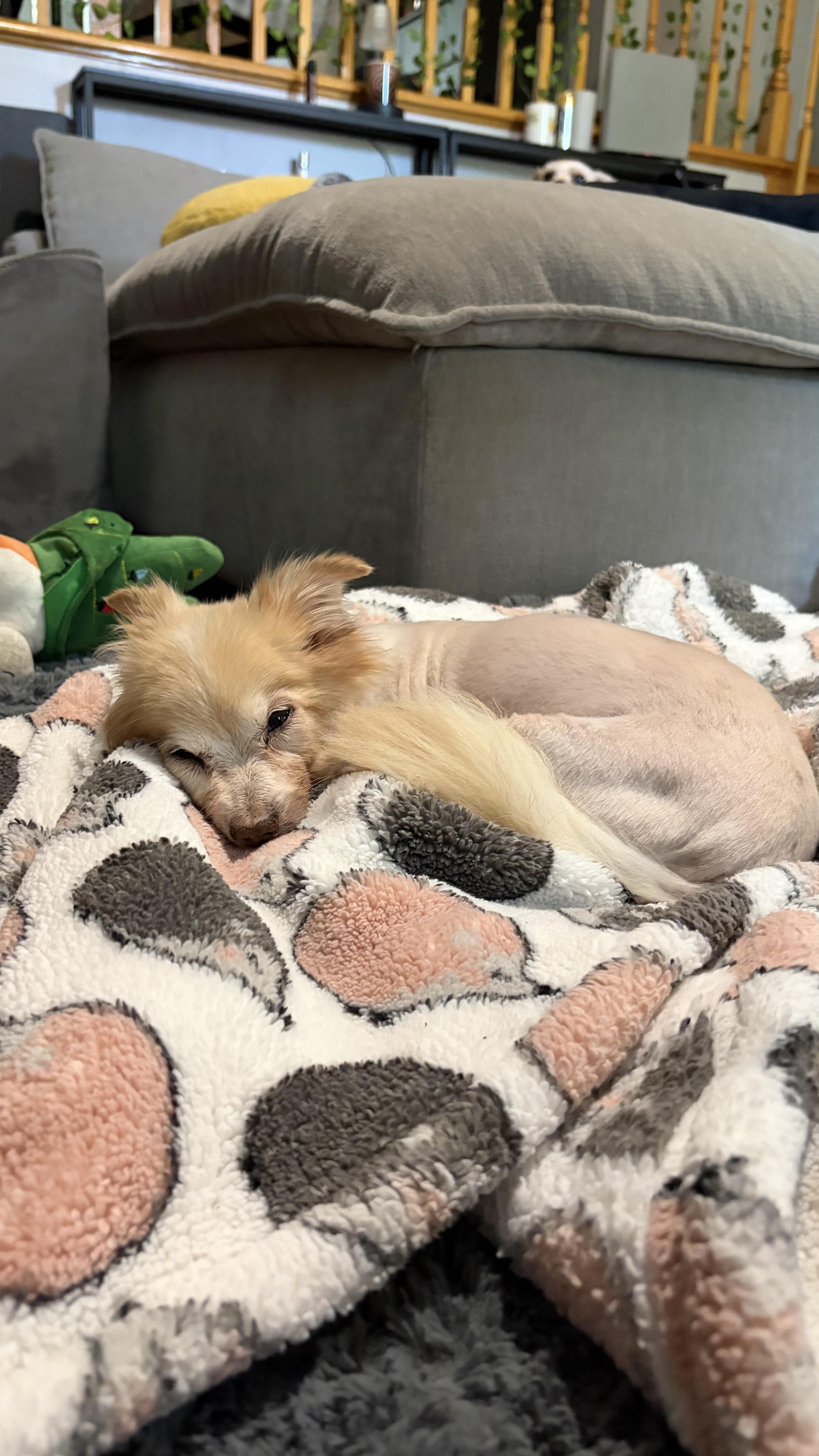 Enlarge Seraphine, a ADOPTABLE mixed breed in West Hollywood, CA image 2/6