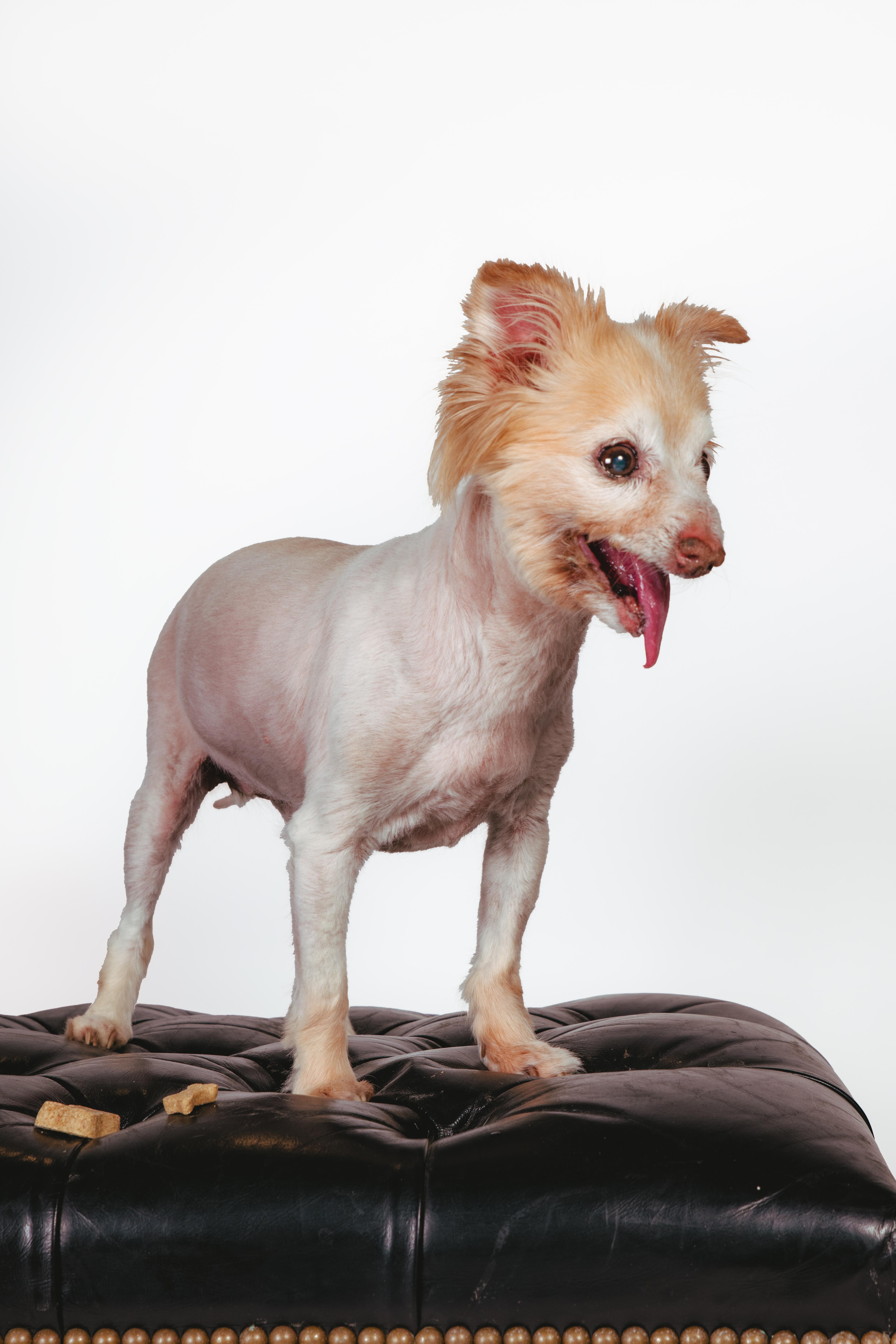 Enlarge Seraphine, a ADOPTABLE mixed breed in West Hollywood, CA image 3/6